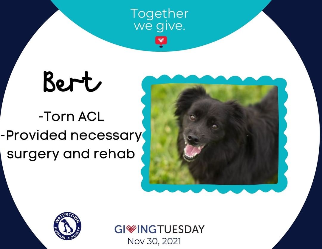 Up next in our feature on this <a target='_blank' href='https://www.instagram.com/explore/tags/givingtuesday/'>#givingtuesday</a> is Bert! While he's a familiar face on our social media platforms, we can't miss this opportunity to express our gratitude of thanks for those who have donated. Bert came to us from Texas as a stray with a torn ACL. We were able to fund his surgery and get him rehabilitated because of generous donors like you. To help animals in need, donate at: www.whsadopt.org/givingtuesday

Bert still remains up for adoption. He's been at the shelter far too long. As sad as we will all be to see him leave some day, we know he will flourish in a home of his own. Please fill out an application on our website: www.whsadopt.org/adopt