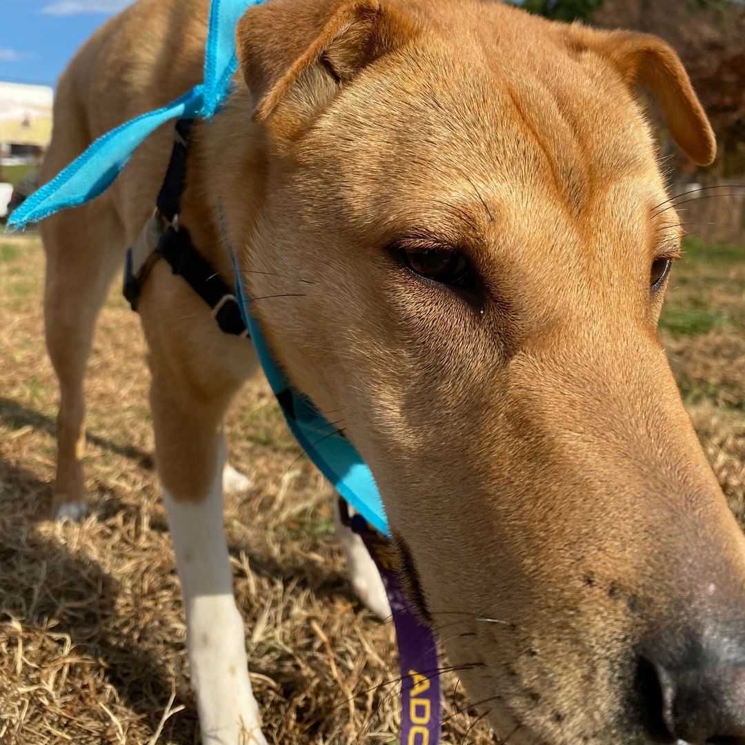 FLOSSIE-- 10mo Shar-pei mix
Don't you want to boop this nose?!
*Loves people + Housebroken + cuddly*

Let's get Flossie adopted! https://caspca.org/adopt/adopt-a-dog/
