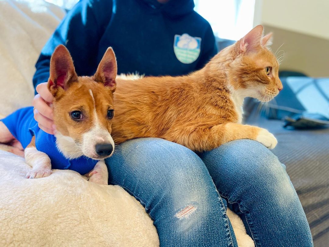 What do you see when you look at these pics? A cat that is a bigger than the dog? Coordinating ginger fur colors? Both are true but this is actually a very unusual occurrence at ARRI - Royal (cat) and Finn (dog) arrived on our Bark & Ride transport from the South, having come from the same home…

For five days they were apart in isolation and then they were reunited in our community room, and were pretty blasé about the whole process! Our wish was to have them adopted into the same home so they could stay together and that wish has been granted! We’ll certainly be thinking of these two sweeties as we give thanks tomorrow! 

🥧 🍂🧡🐈🐕

Don’t miss the video clip at the end - too cute!

<a target='_blank' href='https://www.instagram.com/explore/tags/catanddogfriends/'>#catanddogfriends</a> <a target='_blank' href='https://www.instagram.com/explore/tags/catanddog/'>#catanddog</a> <a target='_blank' href='https://www.instagram.com/explore/tags/catanddogbesties/'>#catanddogbesties</a> <a target='_blank' href='https://www.instagram.com/explore/tags/littledogbigcat/'>#littledogbigcat</a> <a target='_blank' href='https://www.instagram.com/explore/tags/tinyterrier/'>#tinyterrier</a> <a target='_blank' href='https://www.instagram.com/explore/tags/gingercat/'>#gingercat</a> <a target='_blank' href='https://www.instagram.com/explore/tags/givingtuesday/'>#givingtuesday</a> <a target='_blank' href='https://www.instagram.com/explore/tags/rescuepetsofinstagram/'>#rescuepetsofinstagram</a> <a target='_blank' href='https://www.instagram.com/explore/tags/thanksgivingpets/'>#thanksgivingpets</a> <a target='_blank' href='https://www.instagram.com/explore/tags/happythanksgiving/'>#happythanksgiving</a> <a target='_blank' href='https://www.instagram.com/explore/tags/happyending/'>#happyending</a>