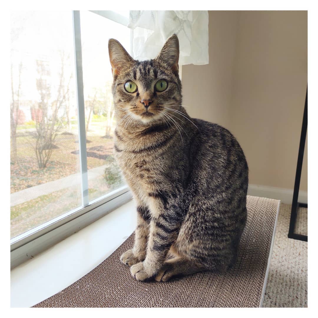 Meet Hazel! ❤️

This adorable girl is about 3 years old; weighs around 8lbs & is top of her class on the nice list!

She has beautiful tabby cat markings with rust-colored undertones to her fur, especially around her nose & whiskers, making it look like she has applied some bronzer to look extra pretty! She has stunning big eyes, giving her an adorable and perpetually surprised look! & her docked tail makes her look like a little bunny hopping around the house. In addition to being super cute, Hazel is also a total lovebug! She is very friendly, loves people, is great with other cats, & does well with dogs too.

She will affectionately follow you around the house & find a comfy spot nearby to take a nap. She will gently meow and roll over by your feet to grab your attention, & will start purring as soon as you pet her! You’ll often find her patiently waiting for you outside the bathroom door. She’ll adoringly slow blink at you whenever you say “hi” to her, then communicate with you in her cute little meows.

Hazel is very playful; she loves all kinds of toys! The teaser toy brings out the athleticism in her, she clumsily pounces on her spring toys, bunny kicks & wrestles with the plushies, & is hilariously entertaining to watch! She also breaks into her trademark zoomies every now n then. She is energetic but loves taking big naps just as much! After a session of playing and hopping around, she happily settles down by the window to soak up the view outside.

Did we mention she is great with other cats? Hazel took no time in becoming friends with her foster kitty sister. They enjoy keeping an eye on the neighborhood together, watching bird videos on YouTube & chirping at the screen, taking naps, and like to end their day with a game of chase before settling in, to sleep soundly through the night. It would make Hazel really happy to have a cat sibling in her forever home. Also, an adult only home, or a home with older kids will be perfect for her.

She is sure to add a lot of happiness to your life!

If you’d like to adopt little Hazel
Please give us a call 📞 614-471-9000
Or ✉️ mblovesdogs@hotmail.com