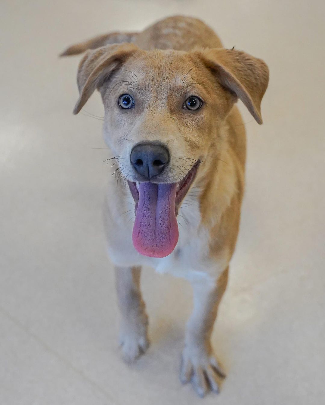 So you’re looking to add pure chaos to your life you say?! Do we have the perfect puppy for you! Husky/lab mixes Balto and Fritz are looking for home ready to keep up with their high energy ways! FMI check out popehumane.org. Photo credit to the fantastic @pj.walter.photography <a target='_blank' href='https://www.instagram.com/explore/tags/puppy/'>#puppy</a> <a target='_blank' href='https://www.instagram.com/explore/tags/puppies/'>#puppies</a> <a target='_blank' href='https://www.instagram.com/explore/tags/chaoticgood/'>#chaoticgood</a> <a target='_blank' href='https://www.instagram.com/explore/tags/husky/'>#husky</a> <a target='_blank' href='https://www.instagram.com/explore/tags/lab/'>#lab</a> <a target='_blank' href='https://www.instagram.com/explore/tags/mutt/'>#mutt</a>