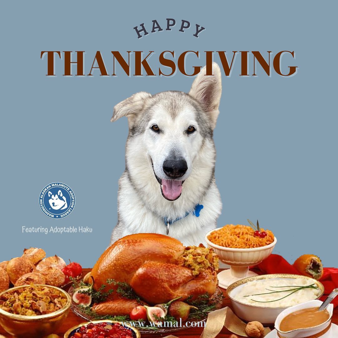 Haku and the rest of WAMAL's adoptable dogs would like to wish everyone a Happy & Safe Thanksgiving.

Tell us something you are thankful for today.
•
•
•
<a target='_blank' href='https://www.instagram.com/explore/tags/pnwmalamuterescue/'>#pnwmalamuterescue</a> <a target='_blank' href='https://www.instagram.com/explore/tags/pnwdogs/'>#pnwdogs</a> <a target='_blank' href='https://www.instagram.com/explore/tags/seattledogs/'>#seattledogs</a> <a target='_blank' href='https://www.instagram.com/explore/tags/spokanedogs/'>#spokanedogs</a> <a target='_blank' href='https://www.instagram.com/explore/tags/portlanddogs/'>#portlanddogs</a> <a target='_blank' href='https://www.instagram.com/explore/tags/seattlemalamute/'>#seattlemalamute</a> <a target='_blank' href='https://www.instagram.com/explore/tags/malamuterescue/'>#malamuterescue</a> <a target='_blank' href='https://www.instagram.com/explore/tags/malamutelife/'>#malamutelife</a> <a target='_blank' href='https://www.instagram.com/explore/tags/malamutesofinstagram/'>#malamutesofinstagram</a> <a target='_blank' href='https://www.instagram.com/explore/tags/thankful/'>#thankful</a> <a target='_blank' href='https://www.instagram.com/explore/tags/thanksgiving/'>#thanksgiving</a> <a target='_blank' href='https://www.instagram.com/explore/tags/thankfulthursday/'>#thankfulthursday</a>