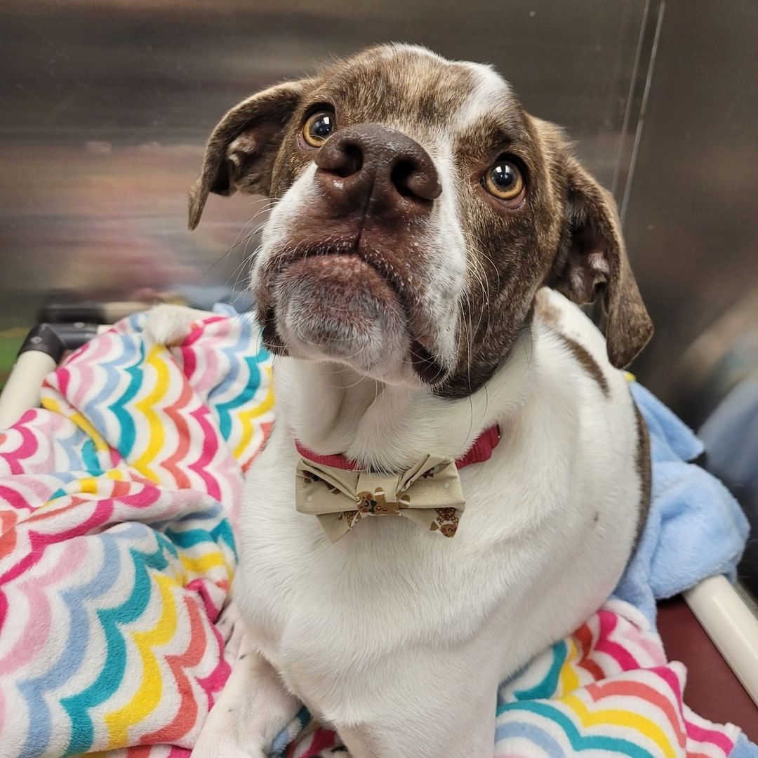 We've got some dressed up pups, ready for dinner with the family! 

(THANK YOU to a wonderful donor for the sweet bow ties!)

Happy Turkey Day from Humane Society, Tennessee Valley!