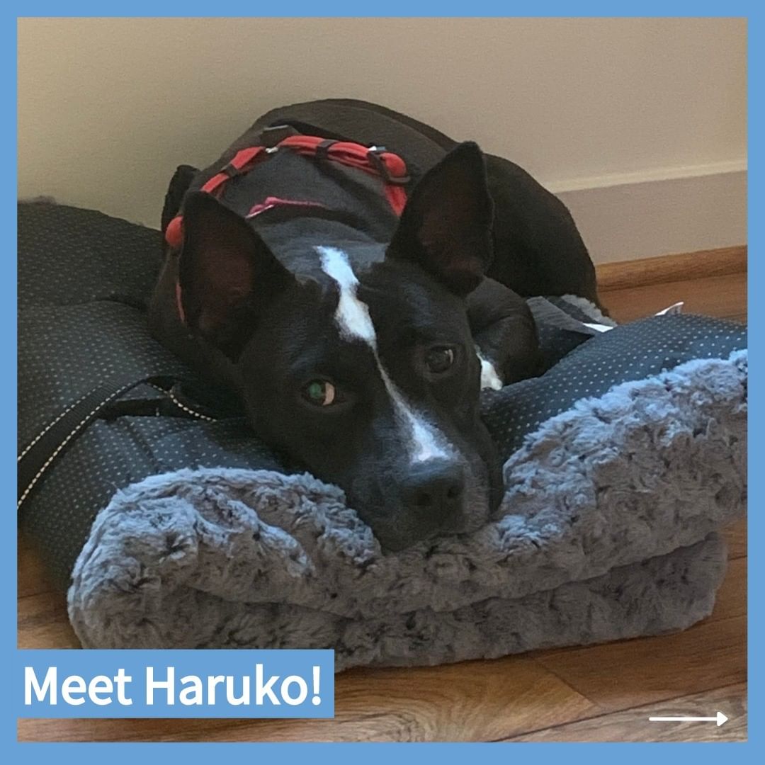 Sweet Haruko is looking for his people to cuddle and play with for the rest of his life! ❤ Will you make this happy boy's dreams come true and submit an application to adopt him?

More information at link in bio! 🐾

<a target='_blank' href='https://www.instagram.com/explore/tags/AdoptHaruko/'>#AdoptHaruko</a> <a target='_blank' href='https://www.instagram.com/explore/tags/AdoptMe/'>#AdoptMe</a> <a target='_blank' href='https://www.instagram.com/explore/tags/Adoptable/'>#Adoptable</a> <a target='_blank' href='https://www.instagram.com/explore/tags/BoxerMix/'>#BoxerMix</a> <a target='_blank' href='https://www.instagram.com/explore/tags/Adorable/'>#Adorable</a> <a target='_blank' href='https://www.instagram.com/explore/tags/dogsofdc/'>#dogsofdc</a> <a target='_blank' href='https://www.instagram.com/explore/tags/dcdogs/'>#dcdogs</a> <a target='_blank' href='https://www.instagram.com/explore/tags/fureverfamily/'>#fureverfamily</a> <a target='_blank' href='https://www.instagram.com/explore/tags/adoption/'>#adoption</a> <a target='_blank' href='https://www.instagram.com/explore/tags/WashingtonDC/'>#WashingtonDC</a>