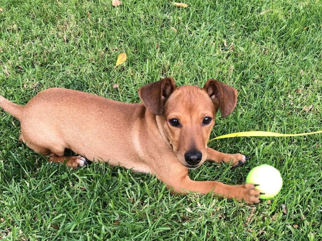 Seeking foster or forever family. Meet Titan!

Small, but mighty, Titan is ready to take on the world! We had a potential foster to adopt fall through, but we're not giving up. His family is out there somewhere! 
Titan is about 6-7 months and 10 lbs. We think he's a dachshund/terrier mix. He loves to play tug and is the best little snuggle bug. Perfect work companion! Loves meeting doggie friends and is just the sweetest little boy. 
If interested in Titan, please apply through our website 
Anlcf.org
Location: San Diego

<a target='_blank' href='https://www.instagram.com/explore/tags/ANewLifeCharitableFoundation/'>#ANewLifeCharitableFoundation</a> <a target='_blank' href='https://www.instagram.com/explore/tags/PleaseShare/'>#PleaseShare</a> <a target='_blank' href='https://www.instagram.com/explore/tags/Foster/'>#Foster</a> <a target='_blank' href='https://www.instagram.com/explore/tags/Adopt/'>#Adopt</a> <a target='_blank' href='https://www.instagram.com/explore/tags/OptToAdopt/'>#OptToAdopt</a> <a target='_blank' href='https://www.instagram.com/explore/tags/SDDogs/'>#SDDogs</a> <a target='_blank' href='https://www.instagram.com/explore/tags/SDRescue/'>#SDRescue</a> <a target='_blank' href='https://www.instagram.com/explore/tags/rescuedogsofinstagram/'>#rescuedogsofinstagram</a> <a target='_blank' href='https://www.instagram.com/explore/tags/rescuedismyfavoritebreed/'>#rescuedismyfavoritebreed</a>
<a target='_blank' href='https://www.instagram.com/explore/tags/Dogs/'>#Dogs</a> <a target='_blank' href='https://www.instagram.com/explore/tags/dogsofinstagram/'>#dogsofinstagram</a> <a target='_blank' href='https://www.instagram.com/explore/tags/adoptdontshop/'>#adoptdontshop</a>
<a target='_blank' href='https://www.instagram.com/explore/tags/Pup/'>#Pup</a> <a target='_blank' href='https://www.instagram.com/explore/tags/SanDiegoRescue/'>#SanDiegoRescue</a> <a target='_blank' href='https://www.instagram.com/explore/tags/AdoptMe/'>#AdoptMe</a> <a target='_blank' href='https://www.instagram.com/explore/tags/FosterMe/'>#FosterMe</a>