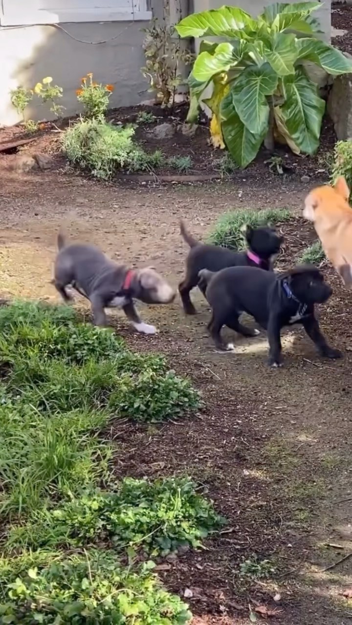 Legend has it he’s still zooming to this day. 
.
.
.
<a target='_blank' href='https://www.instagram.com/explore/tags/fosteringsaveslives/'>#fosteringsaveslives</a>
<a target='_blank' href='https://www.instagram.com/explore/tags/puppybonkers/'>#puppybonkers</a> <a target='_blank' href='https://www.instagram.com/explore/tags/puppyvarla/'>#puppyvarla</a> <a target='_blank' href='https://www.instagram.com/explore/tags/puppygiacomo/'>#puppygiacomo</a> <a target='_blank' href='https://www.instagram.com/explore/tags/rescuepups/'>#rescuepups</a> @thevelvetgentleman