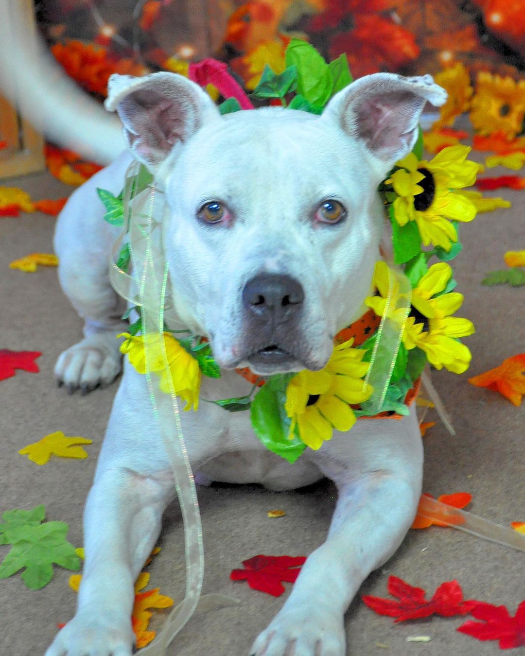 Happy Thanksgiving!🍁🐶🙏
These wagging tails would love to break bread with a family around the table. To adopt a pet, visit abandonedpetrescue.org

Thank you Cheryl D Photography for the beautiful photos of our adoptable dogs. 

<a target='_blank' href='https://www.instagram.com/explore/tags/loveisguaranteed/'>#loveisguaranteed</a> <a target='_blank' href='https://www.instagram.com/explore/tags/adopt/'>#adopt</a> <a target='_blank' href='https://www.instagram.com/explore/tags/homefortheholidays/'>#homefortheholidays</a> <a target='_blank' href='https://www.instagram.com/explore/tags/abandonedpetrescue/'>#abandonedpetrescue</a> <a target='_blank' href='https://www.instagram.com/explore/tags/animalrescue/'>#animalrescue</a>