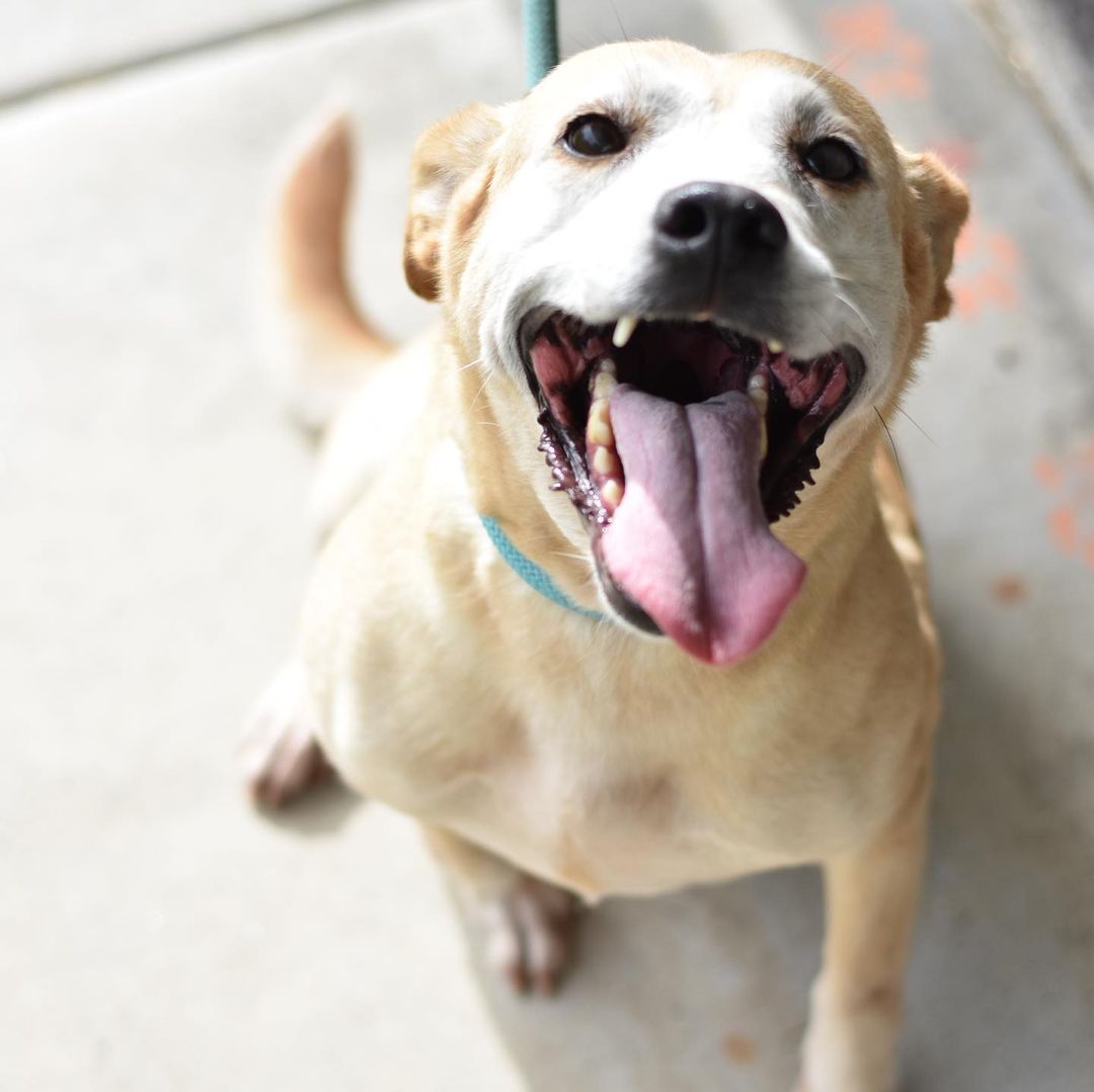 Looking for a last minute addition to make your Thanksgiving (and every day) complete? We’ve got your Butternut right here!

This lovely lady is approximately 6 years young, on the smaller side of medium and absolutely lives for belly rubs and pets. She is sure to fill your heart and home with a whole lot of love, this holiday season and beyond.

To make this little squash yours, submit your application at hihs.org!

🦃❤️🧈✨🍠

In observance of Thanksgiving, our shelters are closed tomorrow. We’ll also be closed on Friday for a day of learning for our team. Come visit us when we reopen for regular hours on Saturday at 10am at both of our locations in Keaau and The Animal Community Center in Holualoa! Our adoptable animals will be counting down the days until your visit and! even if you aren’t looking to adopt, you can still support the animals of Hawaii Island Humane Society by shopping in our retail shops - stocked with holiday surprises, toys, treats, and gear for the discerning dog or cat in your life and ✨100% of the proceeds go to the animals of HIHS, like Butternut!✨ Come say hi! 👋🏼

<a target='_blank' href='https://www.instagram.com/explore/tags/adoptButternutHIHS/'>#adoptButternutHIHS</a> <a target='_blank' href='https://www.instagram.com/explore/tags/shelterdog/'>#shelterdog</a> <a target='_blank' href='https://www.instagram.com/explore/tags/adoptashelterdog/'>#adoptashelterdog</a> <a target='_blank' href='https://www.instagram.com/explore/tags/butternutsquash/'>#butternutsquash</a> <a target='_blank' href='https://www.instagram.com/explore/tags/thanksgiving/'>#thanksgiving</a> <a target='_blank' href='https://www.instagram.com/explore/tags/thanksgivingdog/'>#thanksgivingdog</a>