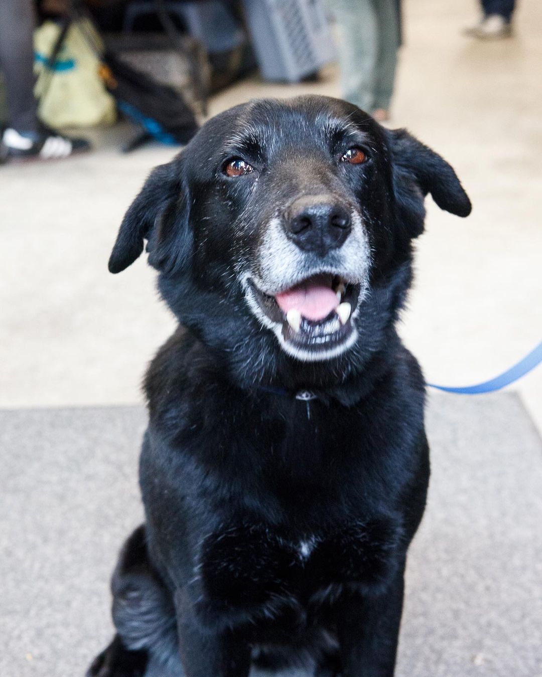 We’re nearing the end of Adopt a Senior Pet month, but our work with senior dogs will never stop.

As a rescue that doesn’t discriminate based on age, breed or health status, we’ve worked with hundreds of senior dogs over the past 10 years.  Whether it be one of our special seniors over the years or one of the six seniors we currently have waiting for their forever homes, each of these amazing dogs fills a unique hole in adopters lives and make wonderful companions.

Consider adopting or fostering one of these special pups at the link in our bio.

Dog details:

Photos 1-6 Available seniors (Professor Farnsworth, Jayne Cobb, Malcolm “Mal” Reynolds, Selma, Wannabe, Laverne)

Photos 7-10 Adopted seniors (Mrs Robinson🌈, Harvey Bushkin 🌈, Robert March, Beru Lars)

<a target='_blank' href='https://www.instagram.com/explore/tags/badassdogs/'>#badassdogs</a> <a target='_blank' href='https://www.instagram.com/explore/tags/adoptdontshop/'>#adoptdontshop</a> <a target='_blank' href='https://www.instagram.com/explore/tags/adoptaseniorpetmonth/'>#adoptaseniorpetmonth</a> <a target='_blank' href='https://www.instagram.com/explore/tags/seniordog/'>#seniordog</a>