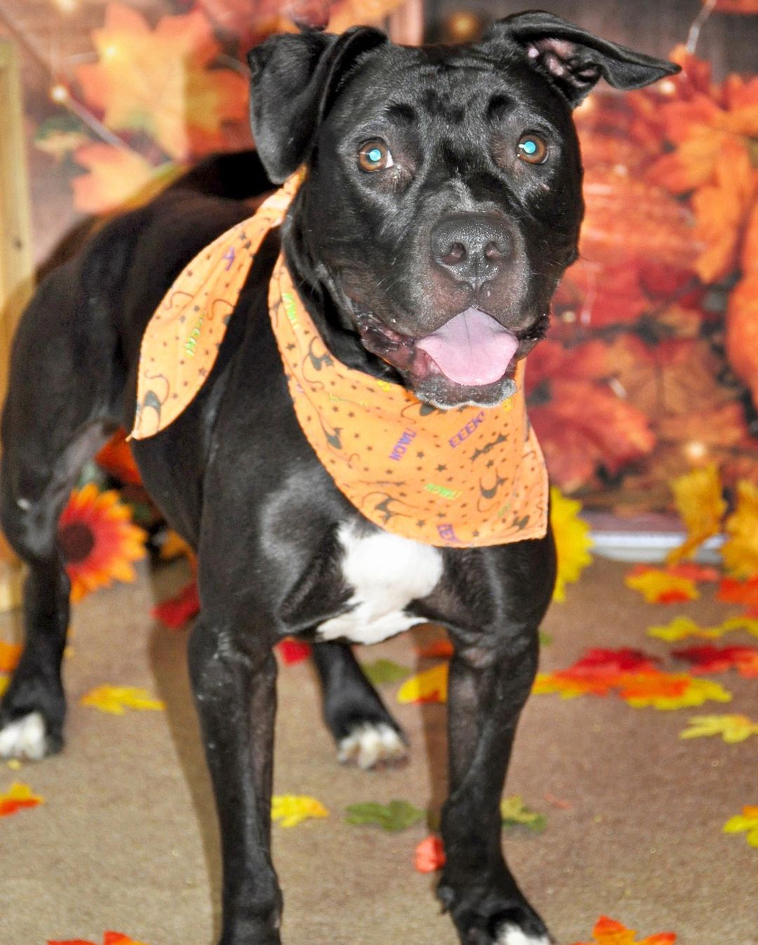 Happy Thanksgiving!🍁🐶🙏
These wagging tails would love to break bread with a family around the table. To adopt a pet, visit abandonedpetrescue.org

Thank you Cheryl D Photography for the beautiful photos of our adoptable dogs. 

<a target='_blank' href='https://www.instagram.com/explore/tags/loveisguaranteed/'>#loveisguaranteed</a> <a target='_blank' href='https://www.instagram.com/explore/tags/adopt/'>#adopt</a> <a target='_blank' href='https://www.instagram.com/explore/tags/homefortheholidays/'>#homefortheholidays</a> <a target='_blank' href='https://www.instagram.com/explore/tags/abandonedpetrescue/'>#abandonedpetrescue</a> <a target='_blank' href='https://www.instagram.com/explore/tags/animalrescue/'>#animalrescue</a>