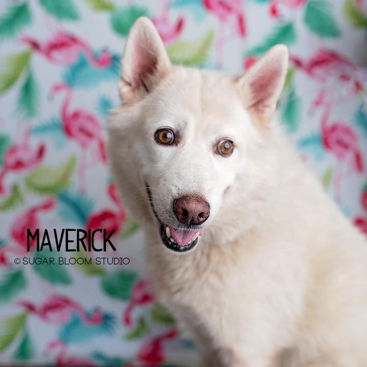 Senior Alert!  November is Adopt a Senior Pet Month!

Maverick is a 9-year-old land cloud from Texas. He’s not sure why his owner surrendered him because he sure is sweet and all he wants to do is cuddle! After a bath (which he was an angel for) and a good brushing he was feeling brand new. He seems good with other dogs and people. He loves a good walk around the park and LOVES to hang on the couch and watch the Olympics with his foster dad. He is not high energy but seems very spry for his age. He’s not too sure he likes it when his people leave, but we are working on that as well as enjoying his crate and some new tricks! Maverick would make someone a great sidekick to go for walks, watch movies and help supervise projects around the house. 

*Homeownership Required!

👇👇SUBMIT AN APPLICATION HERE: 👇👇
https://2babrescue.org/adoption-fees-info
.
.
.
<a target='_blank' href='https://www.instagram.com/explore/tags/2babr/'>#2babr</a> <a target='_blank' href='https://www.instagram.com/explore/tags/2blondesallbreedsrescue/'>#2blondesallbreedsrescue</a> <a target='_blank' href='https://www.instagram.com/explore/tags/rescuedogsofinstagram/'>#rescuedogsofinstagram</a> <a target='_blank' href='https://www.instagram.com/explore/tags/colorado/'>#colorado</a> <a target='_blank' href='https://www.instagram.com/explore/tags/denver/'>#denver</a> <a target='_blank' href='https://www.instagram.com/explore/tags/colroadorescue/'>#colroadorescue</a> <a target='_blank' href='https://www.instagram.com/explore/tags/rescuesofcolorado/'>#rescuesofcolorado</a> <a target='_blank' href='https://www.instagram.com/explore/tags/adoptdontshop/'>#adoptdontshop</a> <a target='_blank' href='https://www.instagram.com/explore/tags/husky/'>#husky</a> <a target='_blank' href='https://www.instagram.com/explore/tags/adoptasenior/'>#adoptasenior</a>