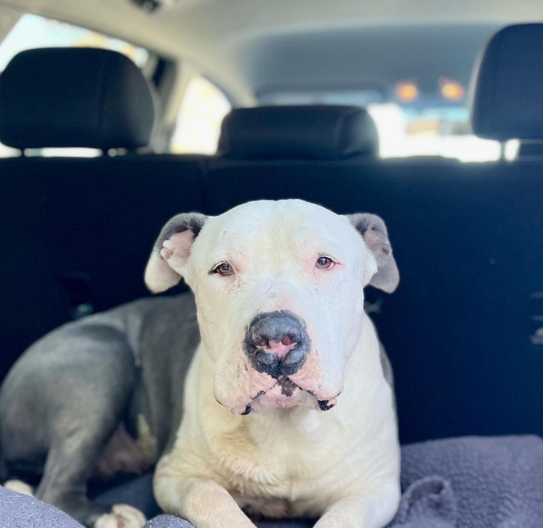 Meet Violet <a target='_blank' href='https://www.instagram.com/explore/tags/A1994535/'>#A1994535</a>. She was pulled from the SLA shelter today.  We received multiple messages from SLA volunteers telling us she was having issues breathing, her toenails were blue, and she was declining rapidly.  The Shelter vet diagnosed her w pneumonia and she was given a deadline today, if she even lasted that long.  We grabbed her up and got her into the ICU where she was placed in an oxygen tent, on IV antibiotics and round the clock care. It would have been impossible to save this girl without the huge effort from the SLA volunteers, Sandra, Dharma and Heidi. It was Heidi who found Violet this am and ran for help.  We were thankful for the rapid processing of her out by the shelter staff and Heidi ‘s transport of her to the ER since we were not local and did not have enough time to get to the shelter and get her out. Not only does this girl have a lot of support from the volunteers, but she has our guardian angel looking over her; always willing to step in and help save the lives of so many dogs. We have spoken several times to the vet caring for her since her admit this afternoon. Violet is a very sick girl. Fingers crossed she gets through the night. Updates to follow.