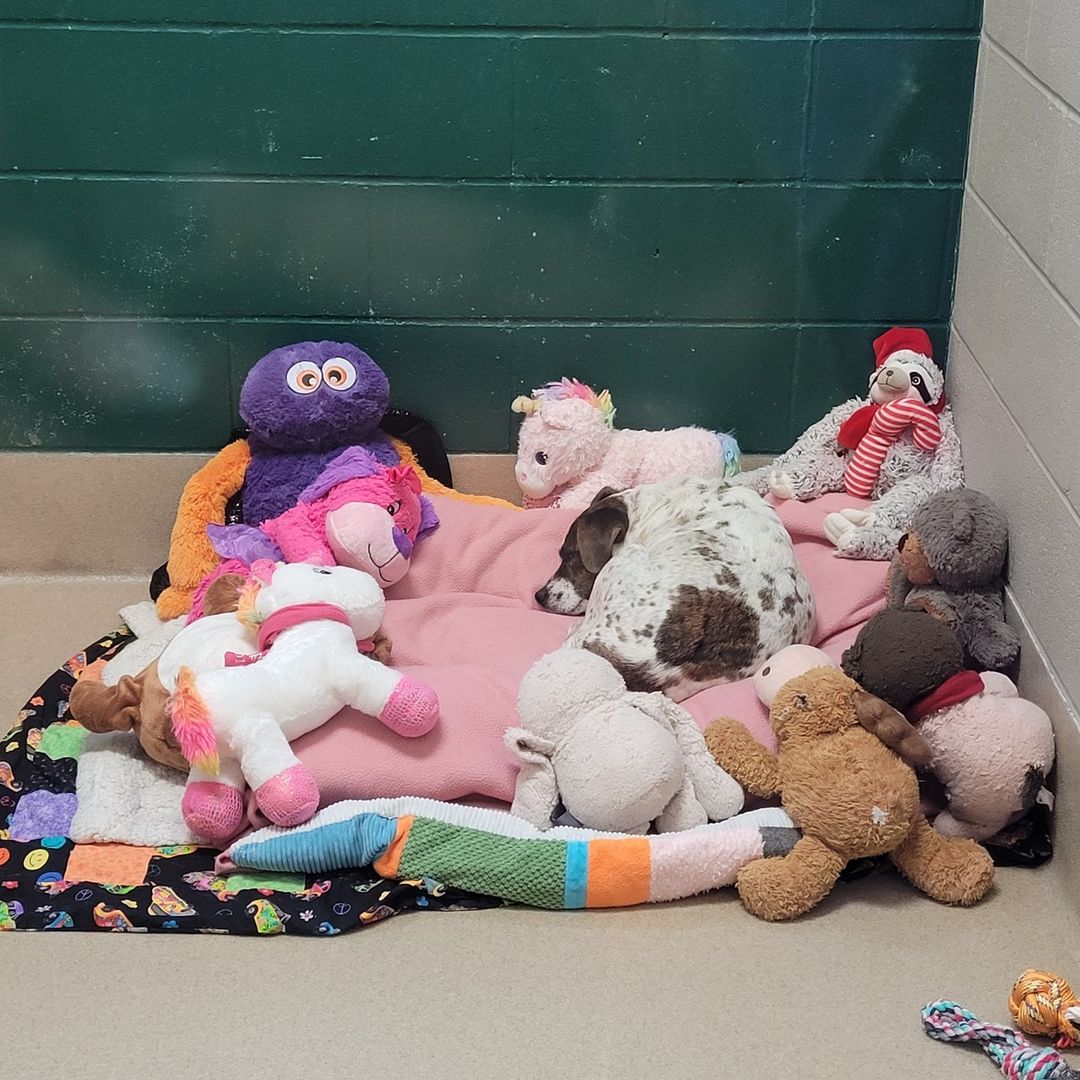 Happening right now -- An intense interview session happening in Donut's adoption room. Which stuffy will win tonight's snuggle spot? Place your bids in the comments below.