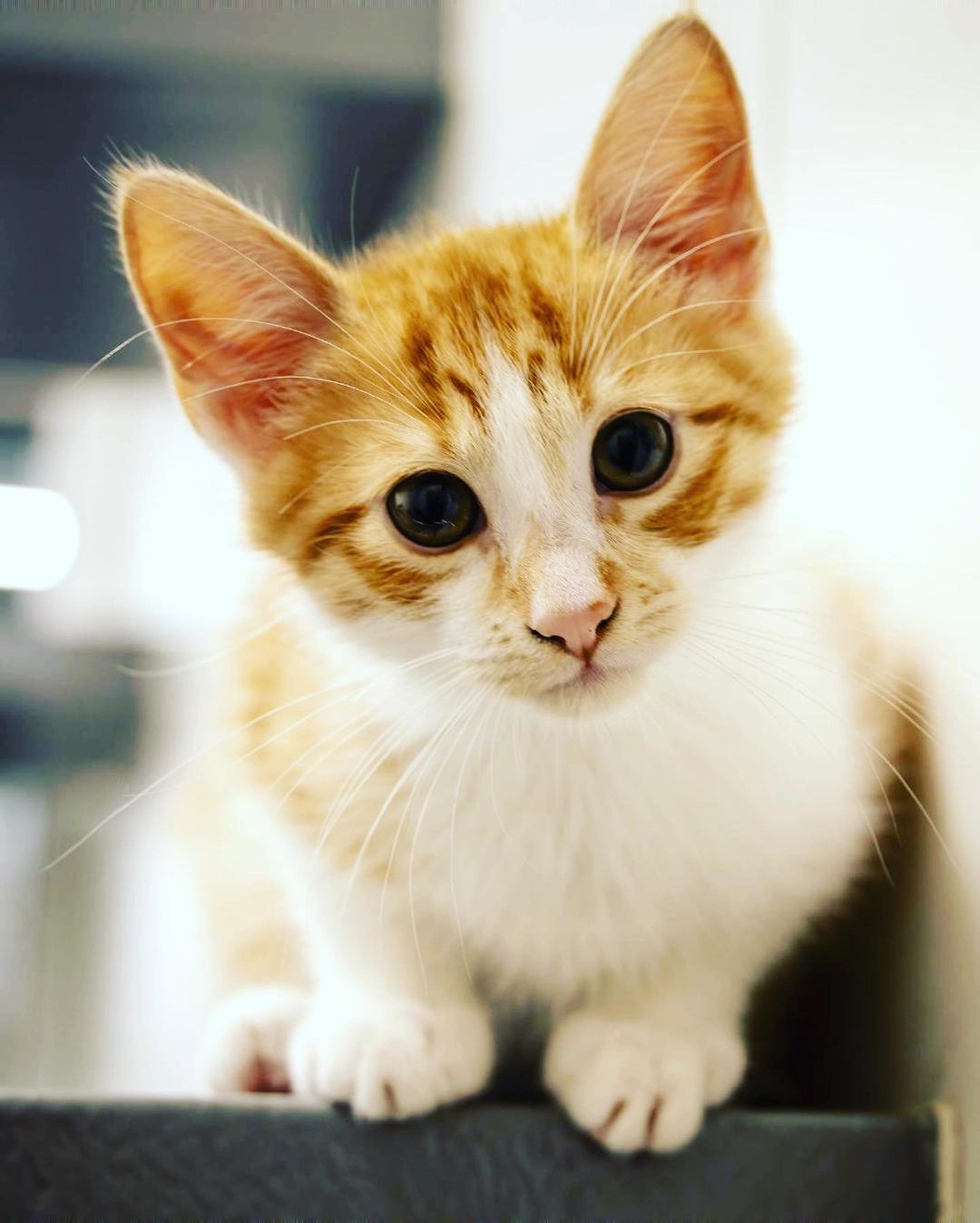 Cutie pie Bandit (FCID# 10/14/2021 - 88) is a sweet and gentle boy. Sadly he is the last remaining kitten of his litter and he’s feeling very alone. His 4 siblings are in happy homes but he’s still waiting for his family to find him. 🥺

Bandit’s a super affectionate, silly & playful lil boy. This insanely adorable baby is beyond ready for a home of his own. He's 12 weeks old and great with other cats. Please come visit him very soon. Bandit will be waiting for you at the Brookhaven, PA PetSmart. 

Apply to adopt via link in bio 💙