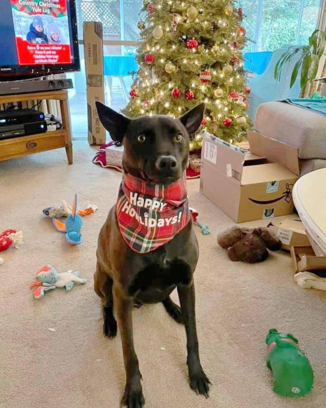 今年耶誕也是Scout 的領養三週年喔🎂Scout is celebrating his 3rd anniversary with his family this Christmas!