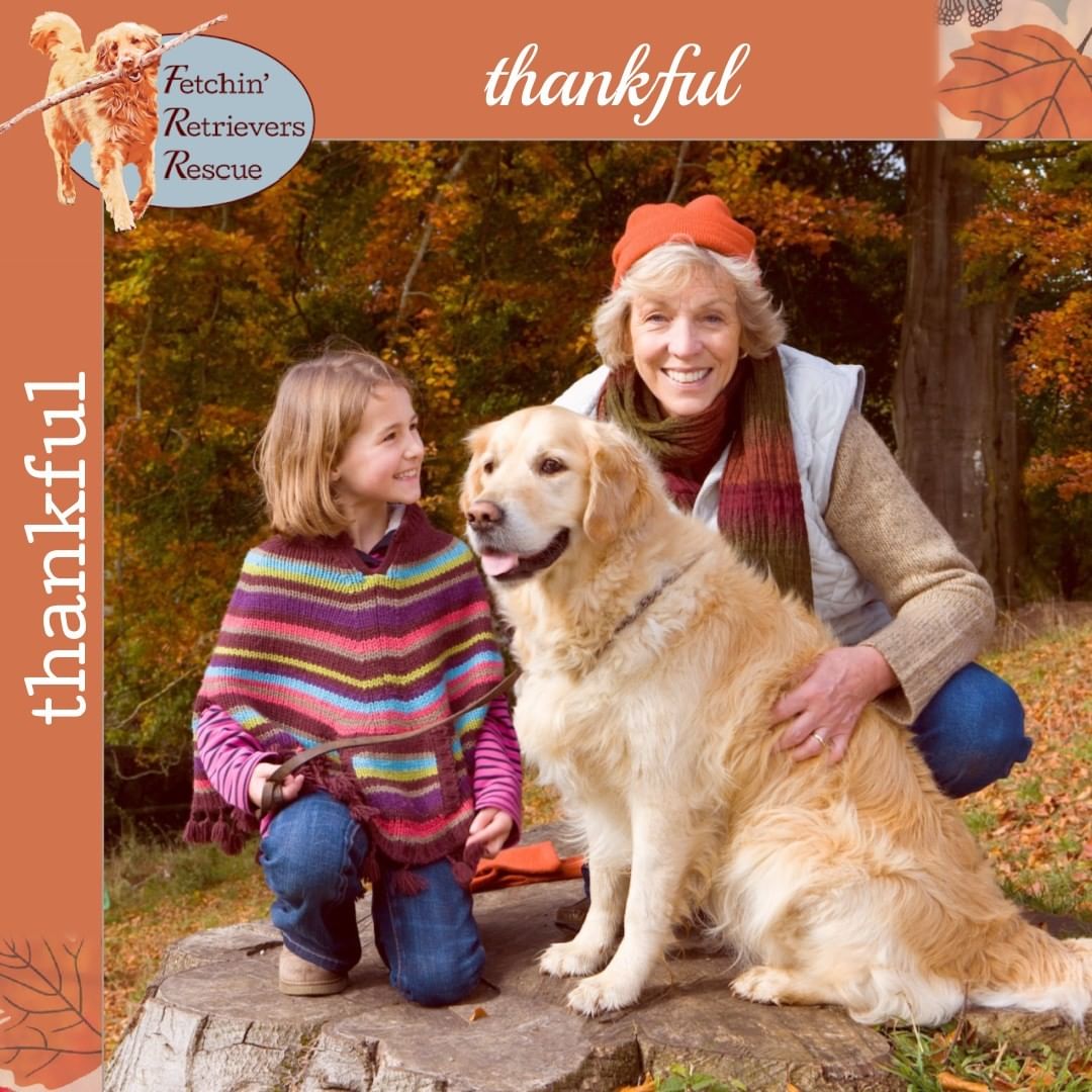 We hope your day is overflowing with thanks, love, laughter, and the obligatory tuft of dog hair floating around.  Happy Thanksgiving from our entire volunteer family to yours! 

<a target='_blank' href='https://www.instagram.com/explore/tags/fetchinretrieversrescue/'>#fetchinretrieversrescue</a> 
<a target='_blank' href='https://www.instagram.com/explore/tags/thanksgiving/'>#thanksgiving</a> 
<a target='_blank' href='https://www.instagram.com/explore/tags/thankful/'>#thankful</a> 
<a target='_blank' href='https://www.instagram.com/explore/tags/dogrescue/'>#dogrescue</a>