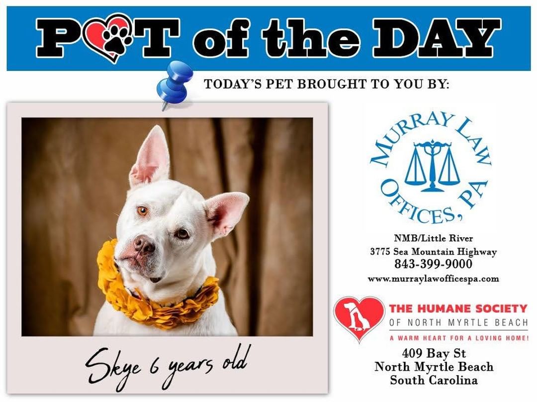 Today’s featured <a target='_blank' href='https://www.instagram.com/explore/tags/PetOfTheDay/'>#PetOfTheDay</a> is Skye! Her adoption fee is being sponsored today by Murray Law Offices. Skye has stolen our hearts! She is a certified good girl! Skye is friendly, smart, has manners and likes kids! She enjoys going for walks, going for car rides and meeting new people! Skye has done well with dogs her same size. She is the perfect family dog and can’t wait to join your family!