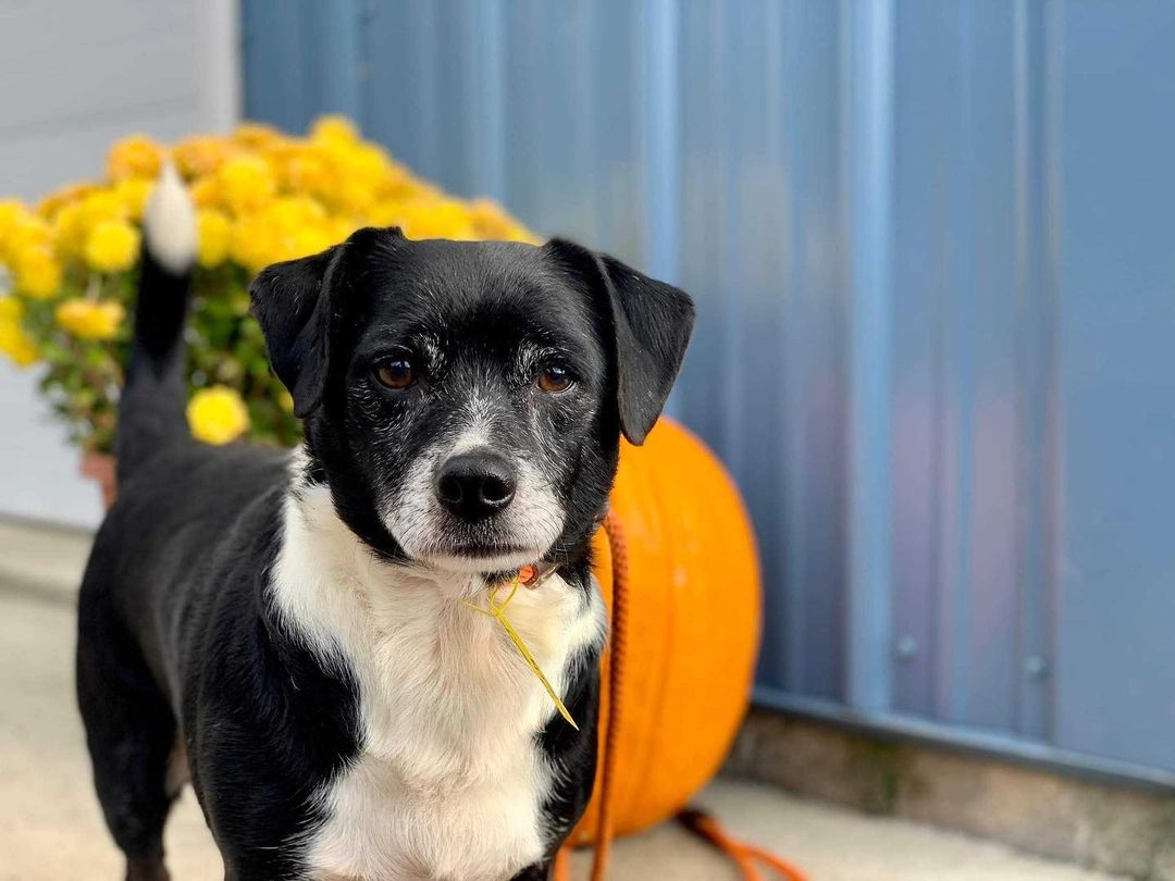 George McFly can see your future and he’s in it! This sweet boy is as smart, playful, and cuddly as can be. He’s all ready to hop in his flying car and head home to his forever family.
.
Head to the link in bio to apply to foster or adopt a Badass like George McFly.
.
<a target='_blank' href='https://www.instagram.com/explore/tags/badassdogs/'>#badassdogs</a> <a target='_blank' href='https://www.instagram.com/explore/tags/adoptdontshop/'>#adoptdontshop</a> <a target='_blank' href='https://www.instagram.com/explore/tags/georgemcfly/'>#georgemcfly</a> <a target='_blank' href='https://www.instagram.com/explore/tags/backtothefuture/'>#backtothefuture</a>