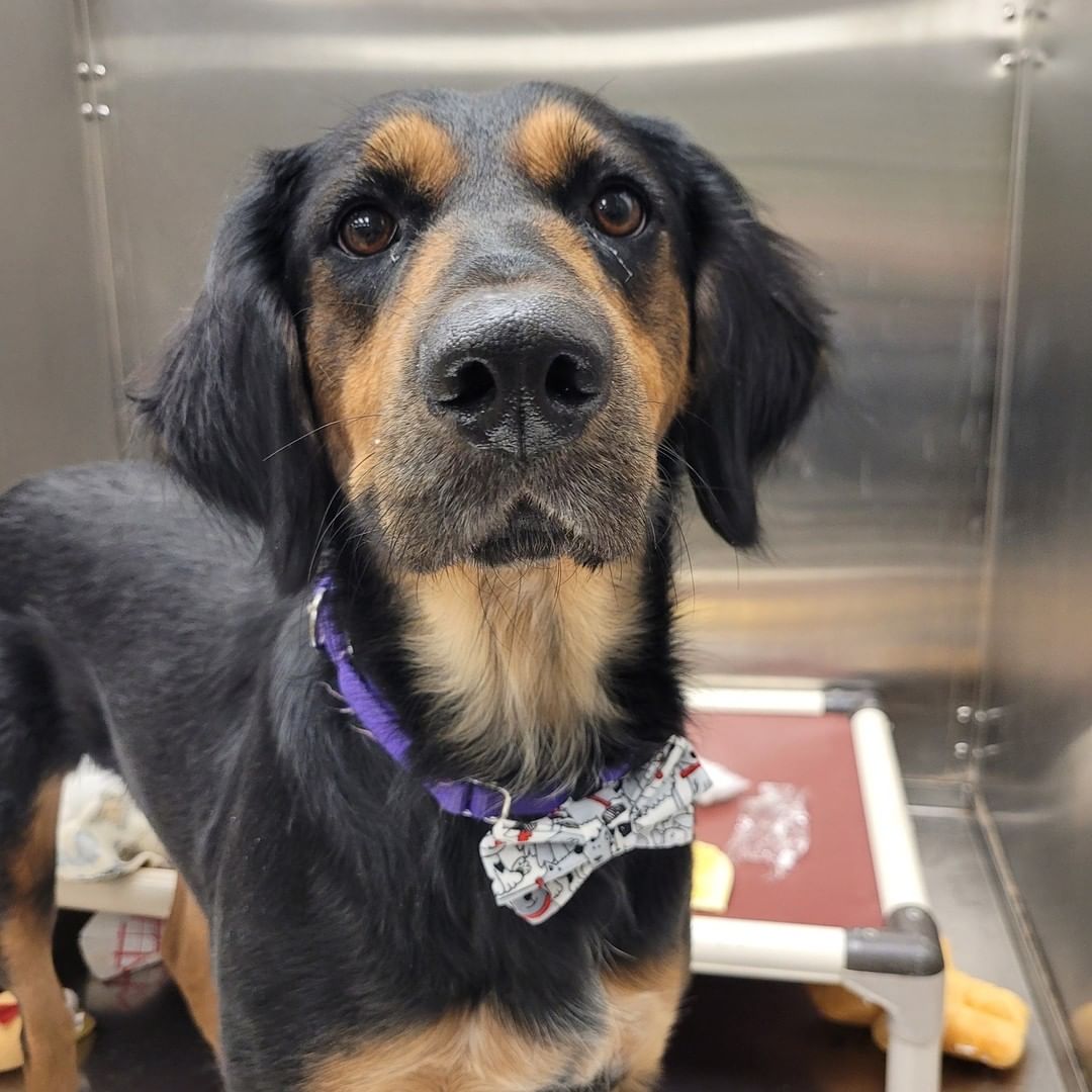 We've got some dressed up pups, ready for dinner with the family! 

(THANK YOU to a wonderful donor for the sweet bow ties!)

Happy Turkey Day from Humane Society, Tennessee Valley!