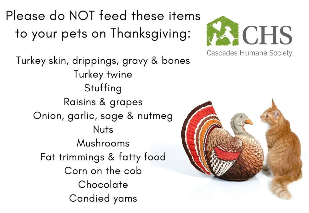 We care about your pets! Despite this being a holiday all about delicious dishes, there are some foods you will want to avoid feeding your pets. Hope you have a lovely Thanksgiving!