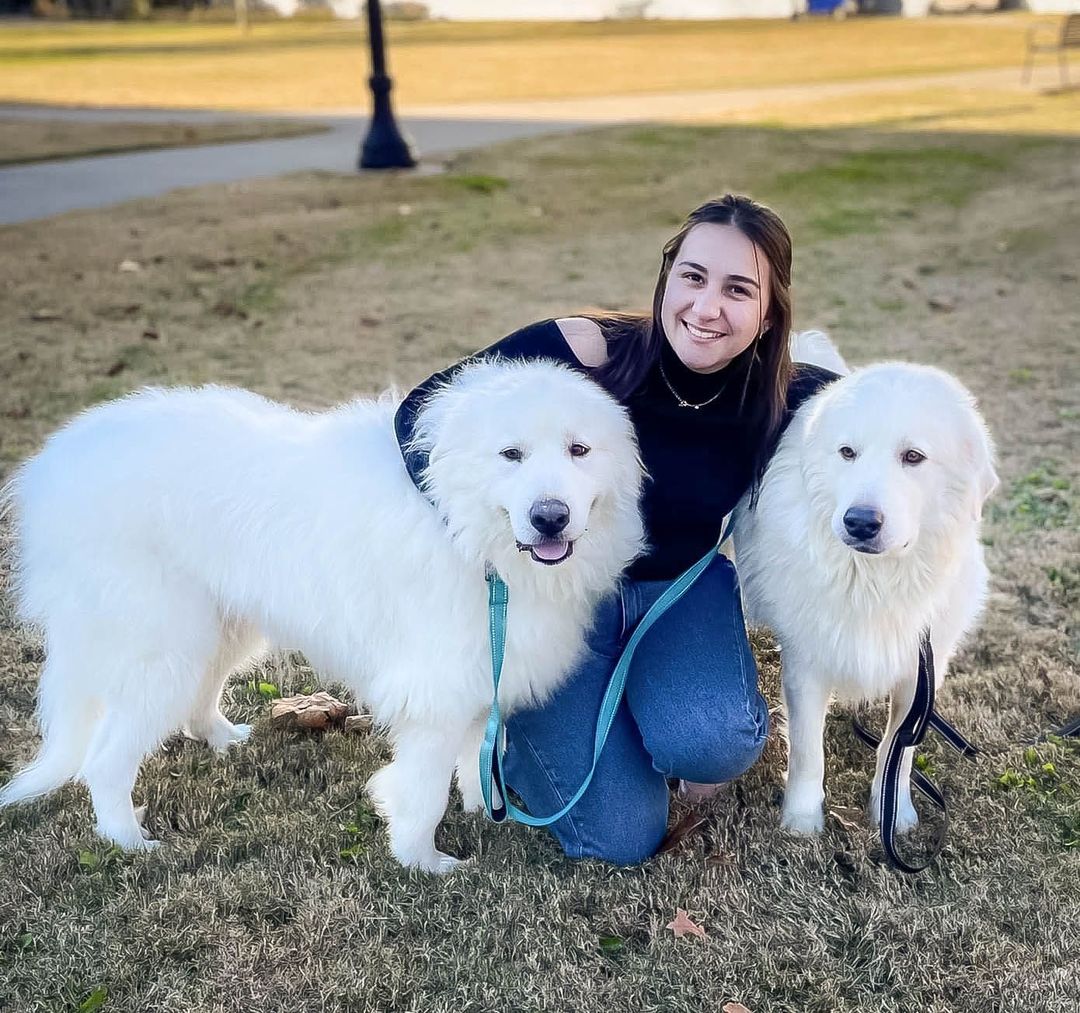 So, Lucy and Desi took a field trip today to Middle Tennessee State University so stressed out college students could pet them. It was by all accounts a raging success. Many students petted them as was their due. ⠀
⠀
For anyone so inclined, these two are adoptable. They are 3 year old Great Pyrenees and they are good with everyone and everything - kids, cats and other dogs. They are well-mannered in the house and I dare say, less trouble than the average college student. ⠀
⠀
Interested adopters should email jen.lu@bigfluffydogs.com. They're in Nashville but can travel where we do.