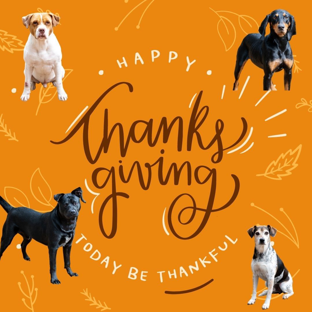 As we reflect on this past year, we are grateful for SO many things!

We are especially thankful for our fosters and adopters, our wonderful dedicated staff and volunteers, and our amazing supporters and donors! 

WISHING EVERYONE A HAPPY THANKSGIVING FROM ALL OF US HERE AT ADOPT-A-DOG!  WE HOPE YOU ENJOY THE DAY WITH YOUR FAMILY & FUR-FAMILY!

<a target='_blank' href='https://www.instagram.com/explore/tags/givethanks/'>#givethanks</a> <a target='_blank' href='https://www.instagram.com/explore/tags/thankful/'>#thankful</a> <a target='_blank' href='https://www.instagram.com/explore/tags/thanksgiving/'>#thanksgiving</a> <a target='_blank' href='https://www.instagram.com/explore/tags/bethankful/'>#bethankful</a> <a target='_blank' href='https://www.instagram.com/explore/tags/grateful/'>#grateful</a> <a target='_blank' href='https://www.instagram.com/explore/tags/rescue/'>#rescue</a> <a target='_blank' href='https://www.instagram.com/explore/tags/adopt/'>#adopt</a> <a target='_blank' href='https://www.instagram.com/explore/tags/adoptadoginc/'>#adoptadoginc</a> <a target='_blank' href='https://www.instagram.com/explore/tags/adoption/'>#adoption</a> <a target='_blank' href='https://www.instagram.com/explore/tags/family/'>#family</a> <a target='_blank' href='https://www.instagram.com/explore/tags/westchestercounty/'>#westchestercounty</a> <a target='_blank' href='https://www.instagram.com/explore/tags/fairfieldcounty/'>#fairfieldcounty</a>