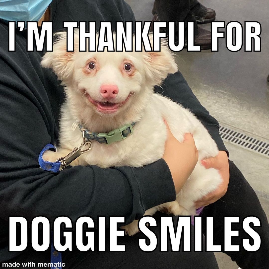 Happy Thanksgiving! What about your pets makes you thankful?