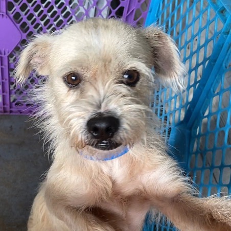 This face!  Meet Simon!  Simon is about a year old and new to the Ruff House 🏡🏡 crew. He has a scrumptious face and terrific demeanor. Not sure we can resist this scruffy! 
If you are interested in fostering or adopting one of our many babies looking for a home, please fill out an application at ruffhouserescue.org/apply We can’t wait to hear from you!

Like/Share/Show Support 🙌🏻 <a target='_blank' href='https://www.instagram.com/explore/tags/ruffhouserescue/'>#ruffhouserescue</a> <a target='_blank' href='https://www.instagram.com/explore/tags/ruffhouserockstars/'>#ruffhouserockstars</a> <a target='_blank' href='https://www.instagram.com/explore/tags/ruffhousealumni/'>#ruffhousealumni</a> <a target='_blank' href='https://www.instagram.com/explore/tags/dogphotography/'>#dogphotography</a>  <a target='_blank' href='https://www.instagram.com/explore/tags/dogsofinstagram/'>#dogsofinstagram</a> <a target='_blank' href='https://www.instagram.com/explore/tags/puppiesofinstagram/'>#puppiesofinstagram</a> <a target='_blank' href='https://www.instagram.com/explore/tags/adoptdontshop/'>#adoptdontshop</a> <a target='_blank' href='https://www.instagram.com/explore/tags/getyourrescueon/'>#getyourrescueon</a> <a target='_blank' href='https://www.instagram.com/explore/tags/dogphotography/'>#dogphotography</a> <a target='_blank' href='https://www.instagram.com/explore/tags/puppylove/'>#puppylove</a> <a target='_blank' href='https://www.instagram.com/explore/tags/pupper/'>#pupper</a> <a target='_blank' href='https://www.instagram.com/explore/tags/puppylover/'>#puppylover</a>  <a target='_blank' href='https://www.instagram.com/explore/tags/dogsofinstaworld/'>#dogsofinstaworld</a> <a target='_blank' href='https://www.instagram.com/explore/tags/rescuedog/'>#rescuedog</a> <a target='_blank' href='https://www.instagram.com/explore/tags/rescuedogsofinstagram/'>#rescuedogsofinstagram</a> <a target='_blank' href='https://www.instagram.com/explore/tags/iheartdogs/'>#iheartdogs</a> <a target='_blank' href='https://www.instagram.com/explore/tags/doglife/'>#doglife</a> <a target='_blank' href='https://www.instagram.com/explore/tags/fosters/'>#fosters</a> <a target='_blank' href='https://www.instagram.com/explore/tags/puppygrammer/'>#puppygrammer</a> <a target='_blank' href='https://www.instagram.com/explore/tags/furbaby/'>#furbaby</a> <a target='_blank' href='https://www.instagram.com/explore/tags/weratedogs/'>#weratedogs</a> <a target='_blank' href='https://www.instagram.com/explore/tags/puppies/'>#puppies</a> <a target='_blank' href='https://www.instagram.com/explore/tags/happytails/'>#happytails</a> <a target='_blank' href='https://www.instagram.com/explore/tags/dogstagram/'>#dogstagram</a> <a target='_blank' href='https://www.instagram.com/explore/tags/iheartdogs/'>#iheartdogs</a> <a target='_blank' href='https://www.instagram.com/explore/tags/adoptdontshop/'>#adoptdontshop</a>🐾 <a target='_blank' href='https://www.instagram.com/explore/tags/fostertoadopt/'>#fostertoadopt</a> <a target='_blank' href='https://www.instagram.com/explore/tags/fosterdog/'>#fosterdog</a> <a target='_blank' href='https://www.instagram.com/explore/tags/rhrhappytails/'>#rhrhappytails</a> <a target='_blank' href='https://www.instagram.com/explore/tags/longislandrescuedogs/'>#longislandrescuedogs</a> <a target='_blank' href='https://www.instagram.com/explore/tags/muttsofinstagram/'>#muttsofinstagram</a>