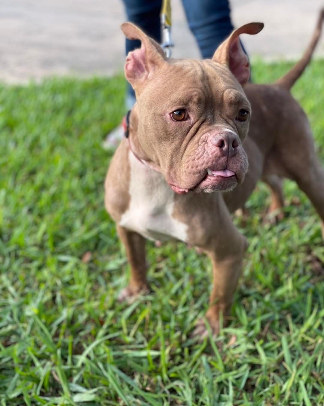 Grandma Pearl needs a forever or foster home!  It absolutely will be love at first sight!  Please don’t let Grandma spend Thanksgiving at the shelter!  She needs in a home baking pumpkin pies 🥧🥧. We are here until 3:00 PM.