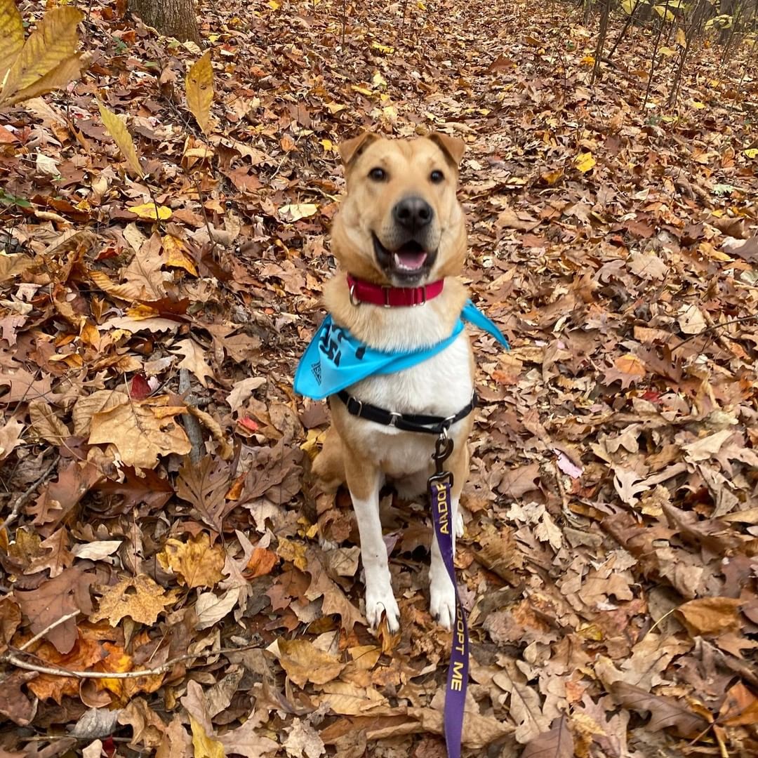 FLOSSIE-- 10mo Shar-pei mix
Don't you want to boop this nose?!
*Loves people + Housebroken + cuddly*

Let's get Flossie adopted! https://caspca.org/adopt/adopt-a-dog/