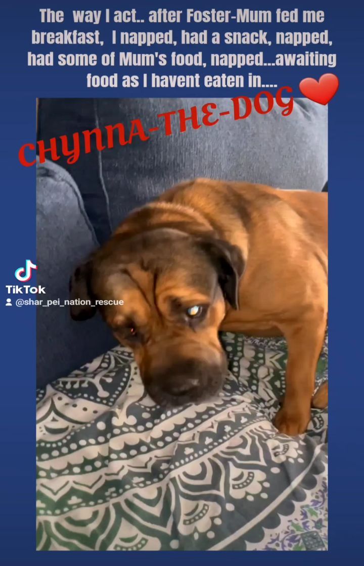 CHYNNA-THE-DOG singing the food blues! 🔉 Up to share in her despair.😆😆😆

 If she truly is a team favorite exclamation poif you are interested in bringing this total cutie pie wif you pie with the biggest personality into your home as a forever family member please contact us!

Shar Pei Nation Rescue 
Sharpeinationrescue@gmail.com 
754-600-9412/305-776-4425 

❤🐾❤🐾❤🐾❤🐾❤🐾❤🐾❤🐾

➡️ follow @sharpeinationrescue ☑
➡️ follow @sharpeinationrescue ☑
➡️ follow @sharpeinationrescue ☑

🔖TAG Us On Pei Needing Rescue

🪙 Donate-Help us To Keep Rescuing 
      Paypal:       
     Sharpeinationrescue@gmail.com
     Cashapp: $Sharpeinationrescue

🗣Message, DM, Text, Phone or Email 
     Us if you can FOSTER,   
     VOLUNTEER, TRANSPORT, OR
     WANT TO ADOPT! :
     305-776-4425/754-600-9412 
     Sharpeinationrescue@gmail.com 

❤🐾❤🐾❤🐾❤🐾❤🐾❤🐾❤🐾

<a target='_blank' href='https://www.instagram.com/explore/tags/fureverhome/'>#fureverhome</a> <a target='_blank' href='https://www.instagram.com/explore/tags/fureverfamily/'>#fureverfamily</a> <a target='_blank' href='https://www.instagram.com/explore/tags/dogtransport/'>#dogtransport</a> <a target='_blank' href='https://www.instagram.com/explore/tags/dogs_of_instagram/'>#dogs_of_instagram</a> <a target='_blank' href='https://www.instagram.com/explore/tags/dogstagram/'>#dogstagram</a> <a target='_blank' href='https://www.instagram.com/explore/tags/rescueismyfavoritebreed/'>#rescueismyfavoritebreed</a>
<a target='_blank' href='https://www.instagram.com/explore/tags/cutepets/'>#cutepets</a> <a target='_blank' href='https://www.instagram.com/explore/tags/dogsofinstagram/'>#dogsofinstagram</a> <a target='_blank' href='https://www.instagram.com/explore/tags/followforfollowback/'>#followforfollowback</a> <a target='_blank' href='https://www.instagram.com/explore/tags/dog/'>#dog</a> <a target='_blank' href='https://www.instagram.com/explore/tags/dogs/'>#dogs</a> <a target='_blank' href='https://www.instagram.com/explore/tags/sharpeiofficial/'>#sharpeiofficial</a> <a target='_blank' href='https://www.instagram.com/explore/tags/sharpeiofinstagram/'>#sharpeiofinstagram</a> <a target='_blank' href='https://www.instagram.com/explore/tags/sharpeidog/'>#sharpeidog</a> <a target='_blank' href='https://www.instagram.com/explore/tags/sharpeilife/'>#sharpeilife</a> <a target='_blank' href='https://www.instagram.com/explore/tags/sharpeilove/'>#sharpeilove</a> <a target='_blank' href='https://www.instagram.com/explore/tags/chinesesharpei/'>#chinesesharpei</a> <a target='_blank' href='https://www.instagram.com/explore/tags/sharpeiworld/'>#sharpeiworld</a> <a target='_blank' href='https://www.instagram.com/explore/tags/sharpeimix/'>#sharpeimix</a> <a target='_blank' href='https://www.instagram.com/explore/tags/rescuedog/'>#rescuedog</a> <a target='_blank' href='https://www.instagram.com/explore/tags/rescuedogsofinstagram/'>#rescuedogsofinstagram</a> <a target='_blank' href='https://www.instagram.com/explore/tags/rescuedogs/'>#rescuedogs</a> <a target='_blank' href='https://www.instagram.com/explore/tags/rescuedogsrock/'>#rescuedogsrock</a> <a target='_blank' href='https://www.instagram.com/explore/tags/rescuedogsrule/'>#rescuedogsrule</a> <a target='_blank' href='https://www.instagram.com/explore/tags/fosterneeded/'>#fosterneeded</a> <a target='_blank' href='https://www.instagram.com/explore/tags/cutestdogever/'>#cutestdogever</a> <a target='_blank' href='https://www.instagram.com/explore/tags/cutestdogs/'>#cutestdogs</a> <a target='_blank' href='https://www.instagram.com/explore/tags/sharpeisaroundtheworld/'>#sharpeisaroundtheworld</a> <a target='_blank' href='https://www.instagram.com/explore/tags/sharpeiofinstagram/'>#sharpeiofinstagram</a>
<a target='_blank' href='https://www.instagram.com/explore/tags/sharpei/'>#sharpei</a>