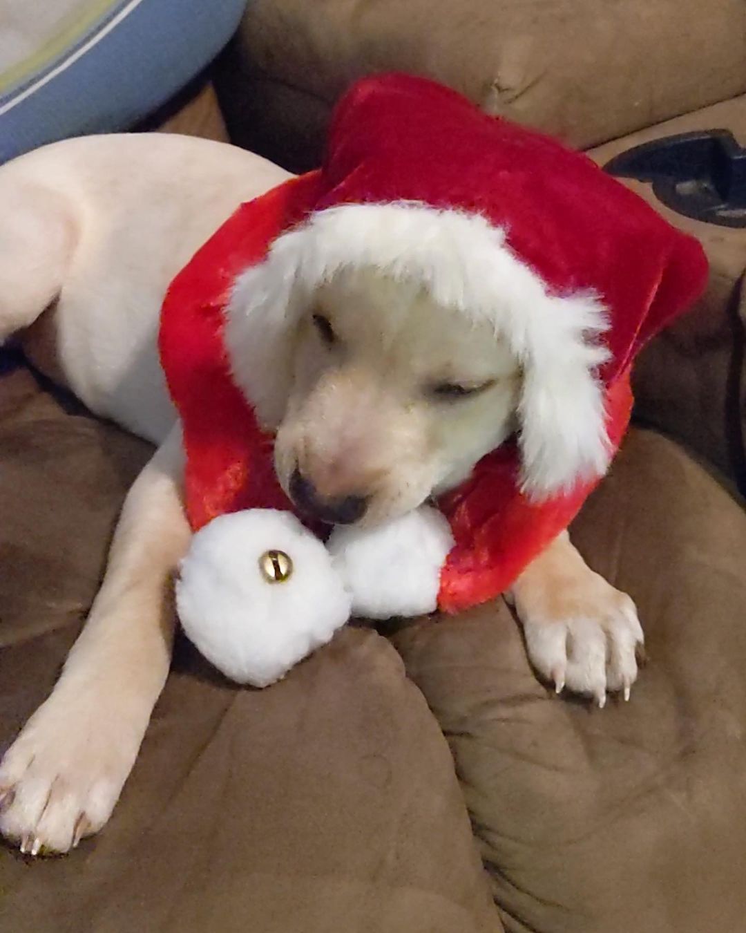 Butters is having a great time getting ready to deliver presents for Christmas 🤣🥰

💕
Get your applications in!
https://www.causendogrescue.org/adoption-application.html 
🐾
💕
🐾
We only do meet and greets for approved applications.

Adoption fee is $250.

All dogs will be Up-to-date on Shots, worming, Spayed/Neutered and Microchipped.  We will also do random, periodic vet checks to ensure all dogs adopted from us continue to have the best care.  We will check for any follow up visits needed and that they are on a monthly Heartworm Prevention.

If you rent or own a home, we prefer you to have a fenced in yard. 

Apartment living is also ok but prefer a fenced in area if close to the road.
All adults in the home will need to know they are getting a dog and will need to sign the adoption agreement.
We do not adopt to college students with multiple roommates. 
Military will need to provide a backup plan.
We require all pets in the home to be spay and/or neutered. Because too many dogs are being killed, due to there not being enough homes per dog in need. Only the lucky ones end up here.