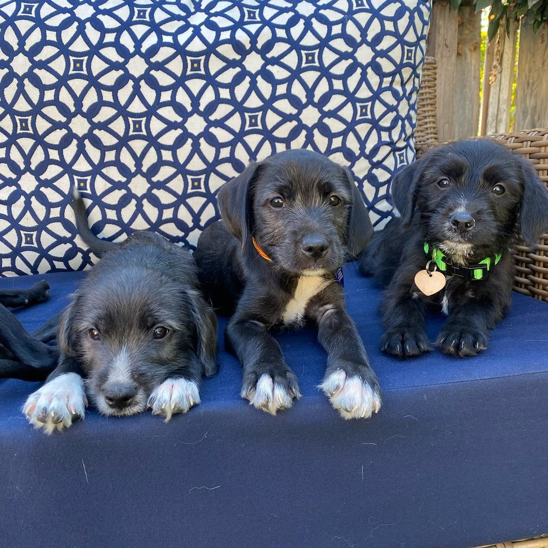 Say hello to our newest rescue puppies, the “Latin” Litter. 💃🏼🐶✨They are 10 week old pittie/poodle mixes who are ready for forever homes! 💛

Momma is a grey pittie (around 40 lbs) and dad is a maltipoo (see pic), so we think they will be about ~30 lbs full grown! They were part of an accidental litter and almost ended up in the shelter before a kind lady welcomed them into her home. Her family has raised them over the last 10 weeks and now they are ready to find forever homes! They have been around big dogs, small dogs, and young kids. 

HIT Living is looking for individuals or families who are willing to put in the time and effort to raise a puppy and who are ready to commit to loving us FOR LIFE! 

GIRLS: ✨ J Lo ✨ Shakira ✨ Selena ✨

BOYS: ✨ Bad Bunny ✨ Daddy Yankee ✨ Enrique ✨ Maluma ✨ Mr 305 ✨ Ricky Martin ✨

You can learn more + apply to adopt at hitlivingfoundation.org ✨

<a target='_blank' href='https://www.instagram.com/explore/tags/hitliving/'>#hitliving</a> <a target='_blank' href='https://www.instagram.com/explore/tags/foundlove/'>#foundlove</a> <a target='_blank' href='https://www.instagram.com/explore/tags/poodlepuppy/'>#poodlepuppy</a> <a target='_blank' href='https://www.instagram.com/explore/tags/poodlepuppies/'>#poodlepuppies</a> <a target='_blank' href='https://www.instagram.com/explore/tags/pitbullmixpuppies/'>#pitbullmixpuppies</a> <a target='_blank' href='https://www.instagram.com/explore/tags/pittiemix/'>#pittiemix</a> <a target='_blank' href='https://www.instagram.com/explore/tags/puppiesofig/'>#puppiesofig</a> <a target='_blank' href='https://www.instagram.com/explore/tags/puppiesoftheday/'>#puppiesoftheday</a> <a target='_blank' href='https://www.instagram.com/explore/tags/adoptme/'>#adoptme</a> <a target='_blank' href='https://www.instagram.com/explore/tags/losangeles/'>#losangeles</a> <a target='_blank' href='https://www.instagram.com/explore/tags/puppylove/'>#puppylove</a> <a target='_blank' href='https://www.instagram.com/explore/tags/puppiesofinstagram/'>#puppiesofinstagram</a> <a target='_blank' href='https://www.instagram.com/explore/tags/scruffypups/'>#scruffypups</a> <a target='_blank' href='https://www.instagram.com/explore/tags/adoptme/'>#adoptme</a> <a target='_blank' href='https://www.instagram.com/explore/tags/adoptdontshop/'>#adoptdontshop</a>