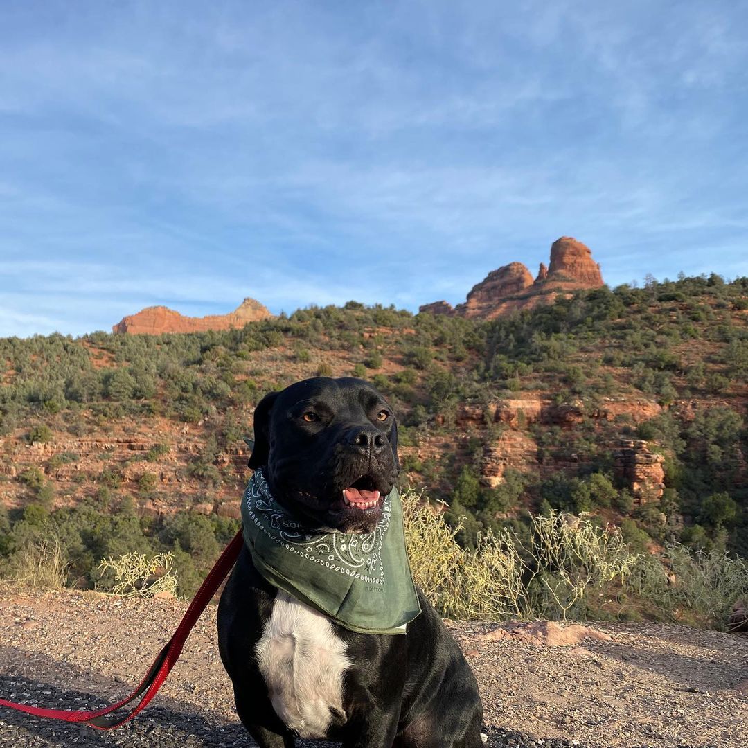 Greetings from Flash Gordon!🏜

Is Flash not the most handsome adventure pup you’ve ever seen?! It’s the boots for me 😉

If you’re looking for a super cool dog to take on adventures, hikes, and camping trips, Flash is your guy! He’s been on lots of trips with his wonderful foster fam and he’s so ready to start making those memories with his forever family.

Flash is a 1.5-year-old AmStaff who weighs about 79 pounds. He’s house trained, good with other dogs and older kids. He’s a super happy boy who’s impossible to resist once you see him. Seriously, pics don’t do Flash justice!

When people see him in person they’re like 🤯🤯🤯

Fun fact: his foster mama had a hard time finding booties that fit him right cause his front paws are like bear paws and his back paws itty bitty 🤣

Let’s find Flash a forever home for the holidays 🎄 If you’re interested in adopting, please fill out an application on our website thelittlereddog.org or click the link in our bio to get started ❤️