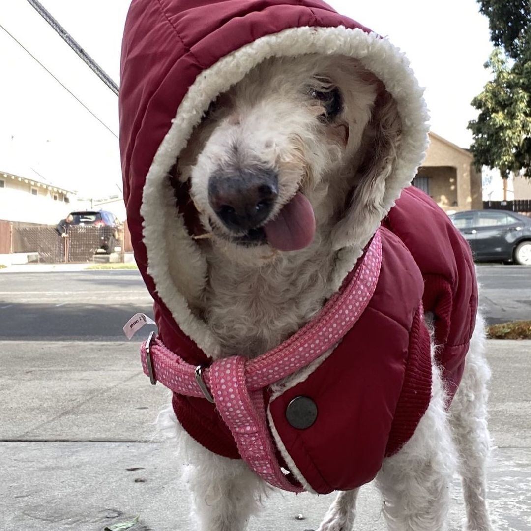 “As a foster, if you can provide them with a fluffy dog bed, good food, and a good walking routine, you can really turn a dog’s life around!” 

November is adopt a senior pet month, and we’re thankful for senior dog fosters like Ranko Fukuda who help us find homes for these wonderful pets. 

Ranko volunteers as a foster for our hospice, senior, and medical dogs, and has fostered over 25 dogs while volunteering at BFLA! Ranko’s very first foster, Tubbs, was unwell with a heart condition, and was originally considered a hospice case, but after 7 months with Ranko and a healthy routine, Tubbs gained his health back and got adopted! 

Some of Ranko’s favorite fosters have been: George Lopez, Lamb Chop, Spencer- the blind/ deaf miracle dog- as well as Ranko’s own dog Soba! 

Ranko shared “It is inspiring to know that these senior and medical case dogs DO GET ADOPTED- by awesome adopters who see what I see in these special seniors.” 😊

Adopt or foster a senior pet TODAY! Click the link in our bio to learn more, or email adoptla@bestfriends.org.

<a target='_blank' href='https://www.instagram.com/explore/tags/BestFriendsLA/'>#BestFriendsLA</a> <a target='_blank' href='https://www.instagram.com/explore/tags/bfla/'>#bfla</a> <a target='_blank' href='https://www.instagram.com/explore/tags/adoptaseniorpet/'>#adoptaseniorpet</a> <a target='_blank' href='https://www.instagram.com/explore/tags/fosteringsaveslives/'>#fosteringsaveslives</a> <a target='_blank' href='https://www.instagram.com/explore/tags/adopt/'>#adopt</a> <a target='_blank' href='https://www.instagram.com/explore/tags/foster/'>#foster</a> <a target='_blank' href='https://www.instagram.com/explore/tags/rescue/'>#rescue</a> <a target='_blank' href='https://www.instagram.com/explore/tags/seniordogsofinstagram/'>#seniordogsofinstagram</a>