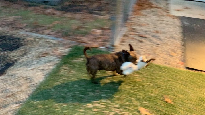 Scrappy is enjoying one of the adorable lamb toys some nice person donated yesterday.

<a target='_blank' href='https://www.instagram.com/explore/tags/lambchop/'>#lambchop</a> <a target='_blank' href='https://www.instagram.com/explore/tags/adoptdontshop/'>#adoptdontshop</a> <a target='_blank' href='https://www.instagram.com/explore/tags/adoptabledog/'>#adoptabledog</a> <a target='_blank' href='https://www.instagram.com/explore/tags/medfieldma/'>#medfieldma</a>