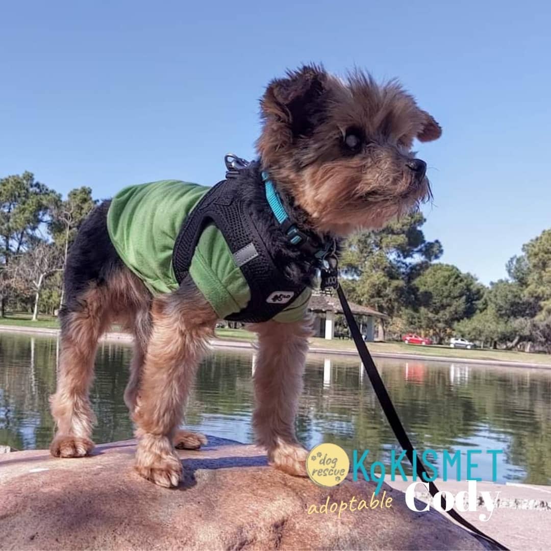 <a target='_blank' href='https://www.instagram.com/explore/tags/supersenior/'>#supersenior</a> Cody is pre-gaming his turkey dinner with some outdoor adventuring. He's gotta make room in that harness for all the food. 

What is your pre-game strategy for today?

Happy Thanksgiving!

<a target='_blank' href='https://www.instagram.com/explore/tags/thanksgiving/'>#thanksgiving</a> <a target='_blank' href='https://www.instagram.com/explore/tags/givethanks/'>#givethanks</a> <a target='_blank' href='https://www.instagram.com/explore/tags/k9kismetadoptables/'>#k9kismetadoptables</a> <a target='_blank' href='https://www.instagram.com/explore/tags/adoptadog/'>#adoptadog</a> <a target='_blank' href='https://www.instagram.com/explore/tags/k9kismet/'>#k9kismet</a> <a target='_blank' href='https://www.instagram.com/explore/tags/adoptasenior/'>#adoptasenior</a>