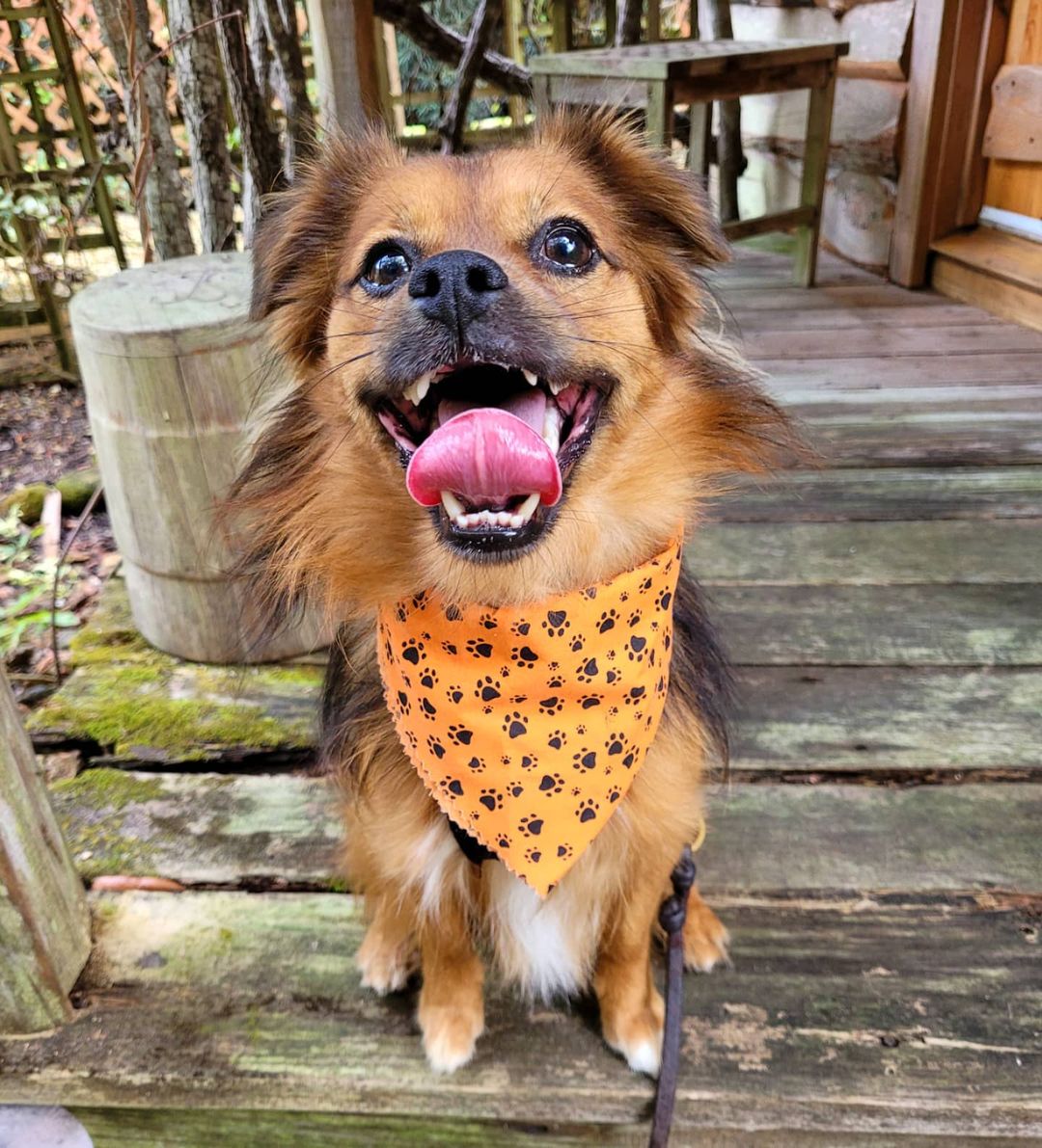 Shippou's face when we told him he's adoptable. Someone is happy as can be and ready to find his forever home!

www.owar.org/shippou

.
.
.

<a target='_blank' href='https://www.instagram.com/explore/tags/owar/'>#owar</a> <a target='_blank' href='https://www.instagram.com/explore/tags/onthewingsofangels/'>#onthewingsofangels</a> <a target='_blank' href='https://www.instagram.com/explore/tags/rescue/'>#rescue</a> <a target='_blank' href='https://www.instagram.com/explore/tags/rescuedog/'>#rescuedog</a> <a target='_blank' href='https://www.instagram.com/explore/tags/tamparescue/'>#tamparescue</a> <a target='_blank' href='https://www.instagram.com/explore/tags/adoptdontshop/'>#adoptdontshop</a> <a target='_blank' href='https://www.instagram.com/explore/tags/adoptme/'>#adoptme</a> <a target='_blank' href='https://www.instagram.com/explore/tags/bayarea/'>#bayarea</a> <a target='_blank' href='https://www.instagram.com/explore/tags/florida/'>#florida</a> <a target='_blank' href='https://www.instagram.com/explore/tags/floridadog/'>#floridadog</a> <a target='_blank' href='https://www.instagram.com/explore/tags/dogrescue/'>#dogrescue</a> <a target='_blank' href='https://www.instagram.com/explore/tags/dogsofinstagram/'>#dogsofinstagram</a> <a target='_blank' href='https://www.instagram.com/explore/tags/bslsucks/'>#bslsucks</a> <a target='_blank' href='https://www.instagram.com/explore/tags/dontbullymybreed/'>#dontbullymybreed</a> <a target='_blank' href='https://www.instagram.com/explore/tags/dog/'>#dog</a>