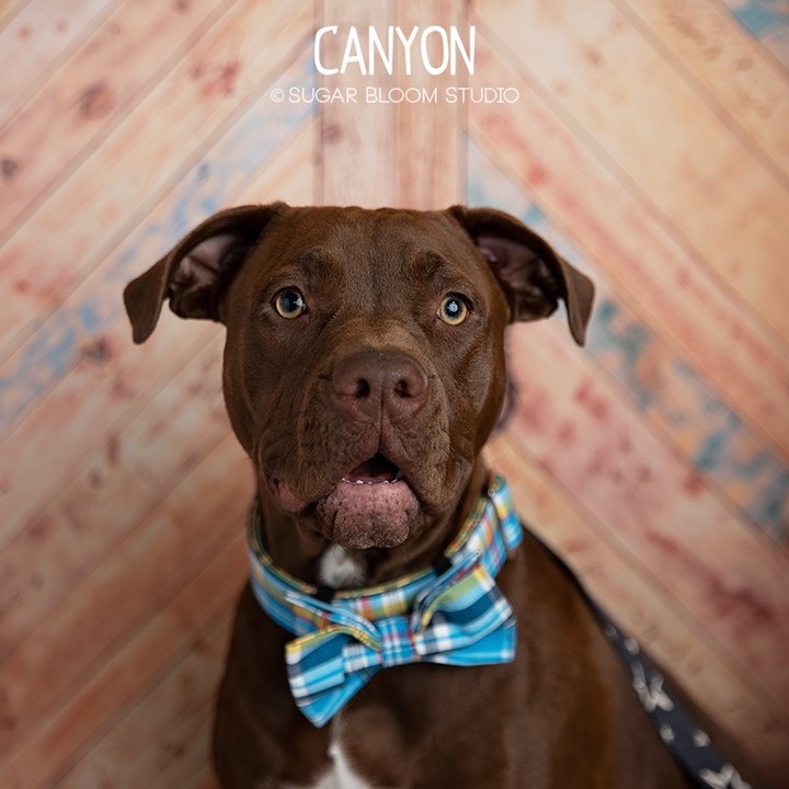 I’m Canyon & I am a handsome 11 month old Lab mix.  I love playing with people and other dogs! I’ll do the cutest puppy play moves to get you up! I’m learning this leash thing, my foster mom thinks we both should hold it, I disagree. I’m busy playing but I might have time for a meet and greet if you have a big yard and lots of snack times. I’m hoping to join family with a dog so I have someone to play rough with, they say I’m a big boy. Will you squeeze yourself into my busy schedule?

Breed Restrictions Apply.

👇👇SUBMIT AN APPLICATION HERE: 👇👇
https://2babrescue.org/adoption-fees-info
.
.
.
<a target='_blank' href='https://www.instagram.com/explore/tags/2babr/'>#2babr</a> <a target='_blank' href='https://www.instagram.com/explore/tags/2blondesallbreedrescue/'>#2blondesallbreedrescue</a> <a target='_blank' href='https://www.instagram.com/explore/tags/canyon/'>#canyon</a> <a target='_blank' href='https://www.instagram.com/explore/tags/colorado/'>#colorado</a> <a target='_blank' href='https://www.instagram.com/explore/tags/denver/'>#denver</a> <a target='_blank' href='https://www.instagram.com/explore/tags/coloradorescue/'>#coloradorescue</a> <a target='_blank' href='https://www.instagram.com/explore/tags/rescuesofcolorado/'>#rescuesofcolorado</a> <a target='_blank' href='https://www.instagram.com/explore/tags/adoptme/'>#adoptme</a> <a target='_blank' href='https://www.instagram.com/explore/tags/adoptdontshop/'>#adoptdontshop</a> <a target='_blank' href='https://www.instagram.com/explore/tags/rescuedismyfavoritebreed/'>#rescuedismyfavoritebreed</a> <a target='_blank' href='https://www.instagram.com/explore/tags/rescuedogsofintagram/'>#rescuedogsofintagram</a> <a target='_blank' href='https://www.instagram.com/explore/tags/muttsofinsta/'>#muttsofinsta</a>