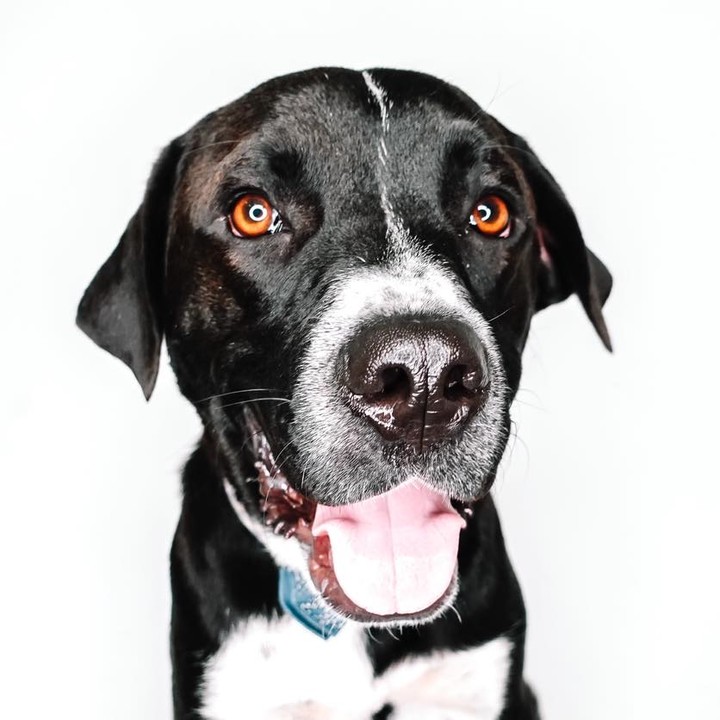 RETURN
Pretty brown eyes…Meet Travis! 😍

Travis is an angel, a complete gentleman! He may be large, but he is so calm. He never jumps on anyone and waits patiently for pets! However, he needs to have other dogs in the home- he loves being a part of a pack! He is completely housebroken, and will sleep in the crate, but he would prefer being closer to his people. He’s learning basic commands and has mastered leave it, stay and sit! He also loves children and has shown zero signs of aggression! Travis is a laid back dog, he doesn’t need a lot of activity, and he seems to like frequent naps! This boy is exactly what you’ve been looking for! ❣️
Age: 15 months
Estimated breed: Setter mix

My story: Hi, I’m Travis! I was recently returned! I am such a sweet guy. I love to play with other dogs! I dream of having furry friends in my forever home! I’m patient, calm, and kind. I am so excited to meet my forever person! Come get me! 😋

Travis is sleepover eligible! Apply at puppyhavenrescue.com/adopt/!