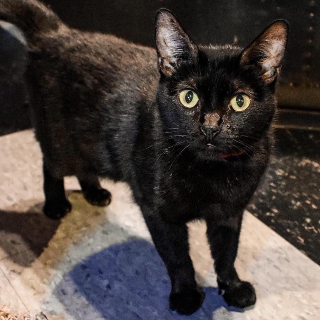 🐾 BLACK FRIDAY ADOPTION EVENT 🐾

Win an adoption fee discount when you adopt any black or mostly black pet! After you find your new best friend, try your luck at plinko to determine your discount!

VHS shelter AND @riverkittycatcafe 
All species eligible! 🐈‍⬛ 🐕‍🦺 🐰

PLUS at River Kitty Cat Cafe, take 20% off ALL apparel! Check off the cat lover on your list while supporting a great cause. 100% of River Kitty profits support VHS!

Black Friday hours:
VHS: 12:00 - 6:00 pm
@riverkittycatcafe : 10:00 am - 9:00 pm

Check out some of our eligible pets above!