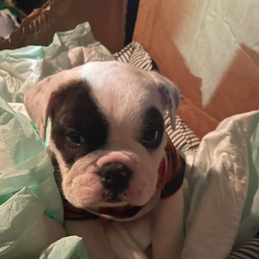 Meet Wally! 
Wally is a 7-8 week old English bulldog with Spina Bifida. We pulled him in rather quickly. He has a few medical needs to sort out but he's going to be a great pup! He will be fostering in Klamath Falls.  Thank you to all the volunteers who got him to us and to our rescue partners at California Cleft Rescue for helping us out. 
He will need a diapering system lifelong but he is mobile. He does have some needs to get him started so I'll share his wish list. He really needs diapers and baby wipes, and ointment! He has a red tushy.  If you can help him out with supplies we would be so very grateful! 
Alright Wally..we got you! <a target='_blank' href='https://www.instagram.com/explore/tags/rescuelife/'>#rescuelife</a> <a target='_blank' href='https://www.instagram.com/explore/tags/englishbulldogpuppy/'>#englishbulldogpuppy</a>
<a target='_blank' href='https://www.instagram.com/explore/tags/puppylife/'>#puppylife</a>🐾
<a target='_blank' href='https://www.instagram.com/explore/tags/puppiesofinstagram/'>#puppiesofinstagram</a> <a target='_blank' href='https://www.instagram.com/explore/tags/adoptdontshop/'>#adoptdontshop</a> <a target='_blank' href='https://www.instagram.com/explore/tags/caninespinabifidawarrior/'>#caninespinabifidawarrior</a>
<a target='_blank' href='https://www.instagram.com/explore/tags/rescuedogs/'>#rescuedogs</a> <a target='_blank' href='https://www.instagram.com/explore/tags/lilyspadrescuealumni/'>#lilyspadrescuealumni</a> 
<a target='_blank' href='https://www.instagram.com/explore/tags/amazonwishlist/'>#amazonwishlist</a>
<a target='_blank' href='https://www.instagram.com/explore/tags/501c3/'>#501c3</a>
https://www.amazon.com/hz/wishlist/ls/310TG4MGGFA9?ref_=wl_share