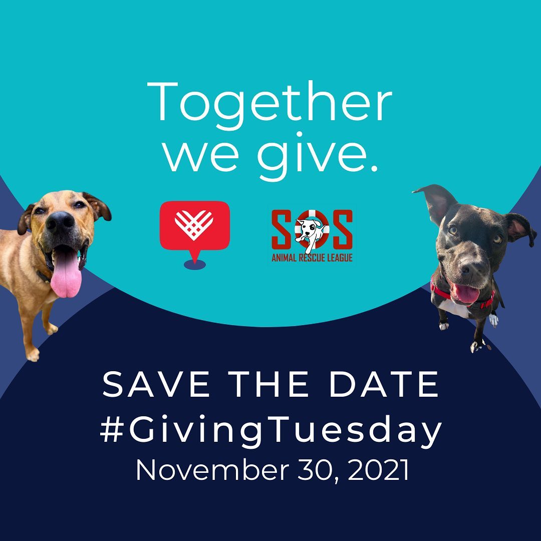 You probably know us best for creating successful dog adoption placements. What you might not know, though, is that to make these matches work, we spend A LOT of time, effort, and resources ensuring that our dogs’ needs are understood and met, both while in our care and after adoption.

This Giving Tuesday we are introducing our Feel Better Fund, a financial fund created to support our efforts to get better at helping our dogs 