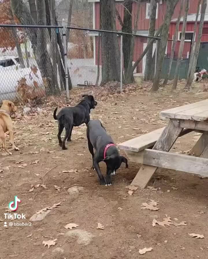 Bowzer(red collar) is showing his ladies, Cassie(purple collar) & Anya (light purple collar), how to properly dig a hole! As you can see the dogs really enjoy their play time with all their friends! 

🐾Please share🐾

<a target='_blank' href='https://www.instagram.com/explore/tags/darbsterdoggy/'>#darbsterdoggy</a> <a target='_blank' href='https://www.instagram.com/explore/tags/darbsterfoundation/'>#darbsterfoundation</a> <a target='_blank' href='https://www.instagram.com/explore/tags/opttoadopt/'>#opttoadopt</a> <a target='_blank' href='https://www.instagram.com/explore/tags/rescuedogsofinstagram/'>#rescuedogsofinstagram</a> <a target='_blank' href='https://www.instagram.com/explore/tags/rescuedismyfavoritebreed/'>#rescuedismyfavoritebreed</a>