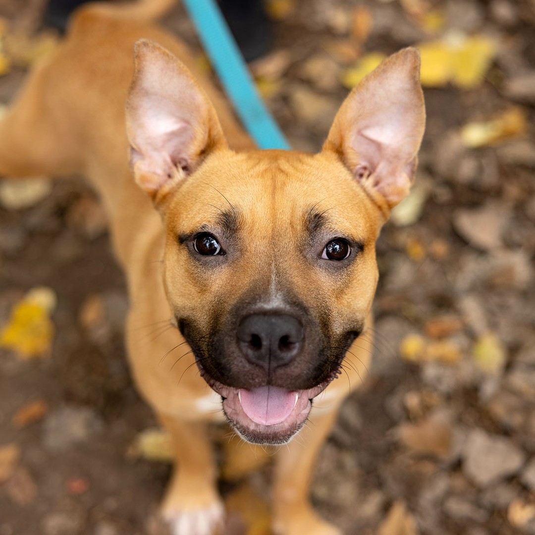 Happy Thanksgiving! 🥧🍂 Wishing you and your pets a safe and restful holiday. 😊

AHS will be closed today but open Black Friday.