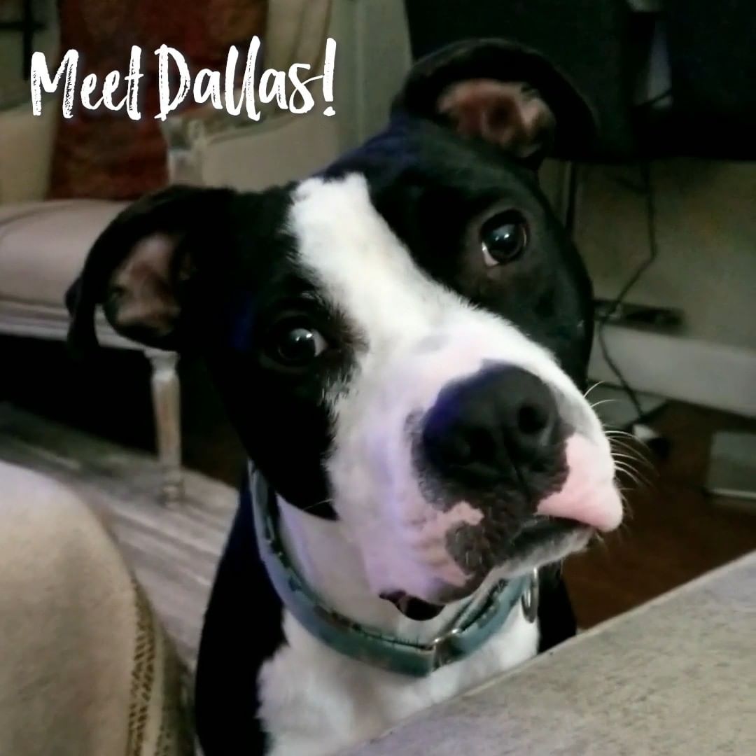 Dallas went <a target='_blank' href='https://www.instagram.com/explore/tags/HomeForThePawlidays/'>#HomeForThePawlidays</a> this year, and has been loving his time in a foster home! He is a laidback pup who hasn't met a person or a treat he didn't like. In between quick zoomies in the yard, you can usually find Dallas relaxing with a good bone or just soaking up the attention from his person. Even when the holidays wind down, this 3 year-old sweetheart would love nothing more than to continue enjoying the comforts of a home all year round!

Are you ready to meet Dallas and spoil him with all of the love he deserves? Visit bit.ly/3oSdT4J to get started!

<a target='_blank' href='https://www.instagram.com/explore/tags/adoptafosterdog/'>#adoptafosterdog</a> <a target='_blank' href='https://www.instagram.com/explore/tags/fosteringsaveslives/'>#fosteringsaveslives</a> <a target='_blank' href='https://www.instagram.com/explore/tags/adoptme/'>#adoptme</a> <a target='_blank' href='https://www.instagram.com/explore/tags/OurCityOurAnimals/'>#OurCityOurAnimals</a>