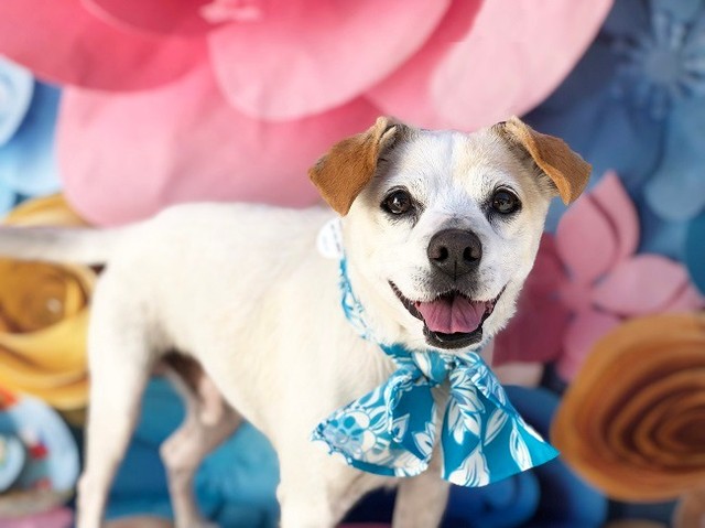 💗 Lionel 💗 This young-at-heart senior with the perky puppy face would love to be your best friend and sidekick.  He's a dog-on-the-go looking for a special person to go with him and to share life's adventures along the way.  Applications for Lionel are on our website. 🐶 Special thanks to @jfscallon  and @loveartistsagency  for such an amazing and fun photo shoot yesterday!

📷 @jfscallon (photos) and @loveartistsagency@loveartistsagency (sets and styling)

<a target='_blank' href='https://www.instagram.com/explore/tags/adopt/'>#adopt</a> <a target='_blank' href='https://www.instagram.com/explore/tags/adoptdontshop/'>#adoptdontshop</a> <a target='_blank' href='https://www.instagram.com/explore/tags/chihuahuas/'>#chihuahuas</a> 
<a target='_blank' href='https://www.instagram.com/explore/tags/chihuahuasofinstagram/'>#chihuahuasofinstagram</a>
<a target='_blank' href='https://www.instagram.com/explore/tags/rescuedogsofintstgram/'>#rescuedogsofintstgram</a>
<a target='_blank' href='https://www.instagram.com/explore/tags/seniordogs/'>#seniordogs</a> <a target='_blank' href='https://www.instagram.com/explore/tags/seniordogsofinstagram/'>#seniordogsofinstagram</a> <a target='_blank' href='https://www.instagram.com/explore/tags/seniordogsrock/'>#seniordogsrock</a> <a target='_blank' href='https://www.instagram.com/explore/tags/homeforeverylivingpet/'>#homeforeverylivingpet</a>