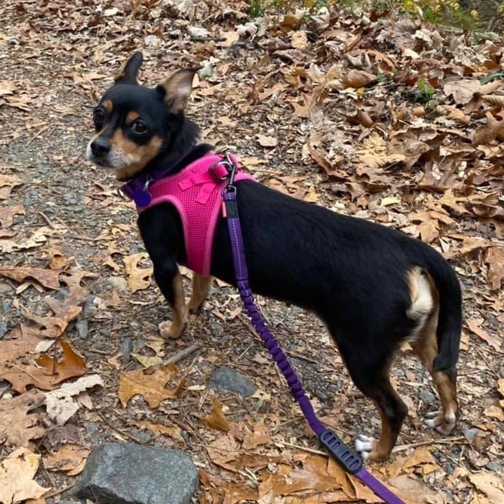 🎀 Adoptable Roxy 🎀

Here she is ~ stirring up trouble in Rock Creek Park. Our sassy min pin mix (AKA the pink and purple princess) 💞💜 patrolling the trails for her furever family. 👀 

🙏 linktr.ee/MirisHaven 🙏

<a target='_blank' href='https://www.instagram.com/explore/tags/MirisHavenRoxy/'>#MirisHavenRoxy</a>
<a target='_blank' href='https://www.instagram.com/explore/tags/RockCreekPark/'>#RockCreekPark</a>
<a target='_blank' href='https://www.instagram.com/explore/tags/DCDogs/'>#DCDogs</a>
<a target='_blank' href='https://www.instagram.com/explore/tags/AdoptMe/'>#AdoptMe</a>
<a target='_blank' href='https://www.instagram.com/explore/tags/MirisHaven/'>#MirisHaven</a>
<a target='_blank' href='https://www.instagram.com/explore/tags/SeniorDoggo/'>#SeniorDoggo</a>