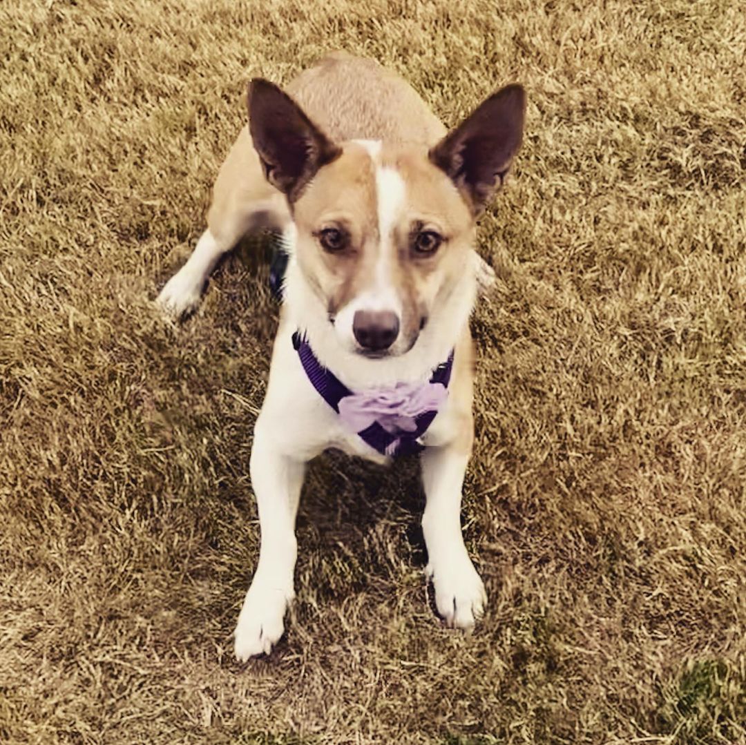 Butterfly got a new collar and harness 💜 You can read about this precious little girl at the link in our bio. Message us if you’re interested in meeting her. <a target='_blank' href='https://www.instagram.com/explore/tags/lubbock/'>#lubbock</a> <a target='_blank' href='https://www.instagram.com/explore/tags/dogsoflubbock/'>#dogsoflubbock</a> <a target='_blank' href='https://www.instagram.com/explore/tags/redraiders/'>#redraiders</a> <a target='_blank' href='https://www.instagram.com/explore/tags/ttu/'>#ttu</a> <a target='_blank' href='https://www.instagram.com/explore/tags/texastech/'>#texastech</a> <a target='_blank' href='https://www.instagram.com/explore/tags/westtexasdogs/'>#westtexasdogs</a>