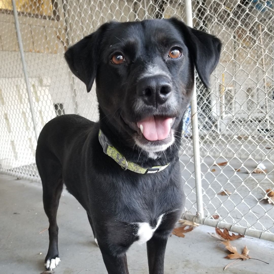 Meet Abby! Abby is a beautiful three-year-old retriever who is just as sweet as pumpkin pie! She has lived with cats before and done well, and may be able to live with another dog given a successful meet and greet, though she may be happiest as the only canine family member. She would do best in a calm, quiet home without too much traffic, so we are recommending her to homes with older kids who understand that sometimes a lady just wants a little space! She can be a bit anxious around new people, and will benefit greatly from positive reinforcement to help her build her confidence. Once she becomes comfortable in her new home, her playful side is sure to come out! If you are interested in adding Abby to your family for the holidays, fill out an adoption application on our website today!

<a target='_blank' href='https://www.instagram.com/explore/tags/adoptdontshop/'>#adoptdontshop</a> <a target='_blank' href='https://www.instagram.com/explore/tags/dogs/'>#dogs</a> <a target='_blank' href='https://www.instagram.com/explore/tags/dogsofinstagram/'>#dogsofinstagram</a> <a target='_blank' href='https://www.instagram.com/explore/tags/rescuedog/'>#rescuedog</a> <a target='_blank' href='https://www.instagram.com/explore/tags/rescuedogsofinstagram/'>#rescuedogsofinstagram</a> <a target='_blank' href='https://www.instagram.com/explore/tags/retriever/'>#retriever</a> <a target='_blank' href='https://www.instagram.com/explore/tags/adoptadog/'>#adoptadog</a> <a target='_blank' href='https://www.instagram.com/explore/tags/adoptionsaveslives/'>#adoptionsaveslives</a>